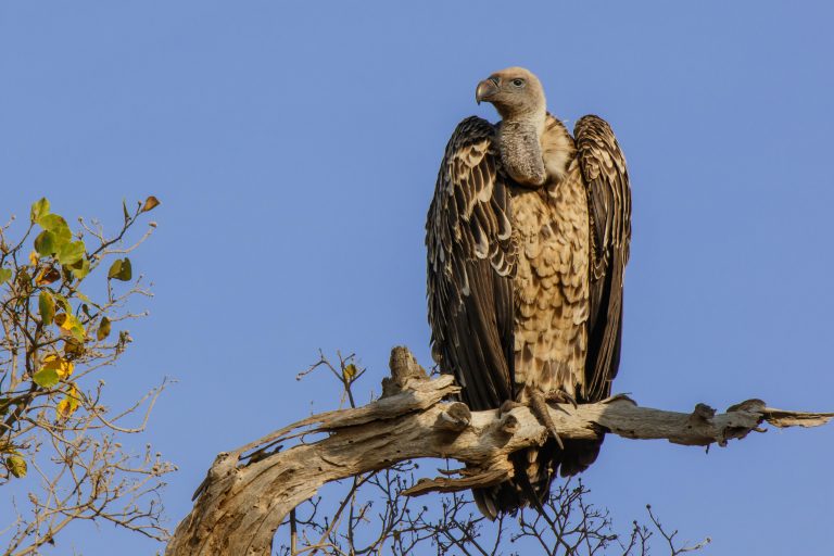 Serengeti National Park, Southern Plains – Tanzania