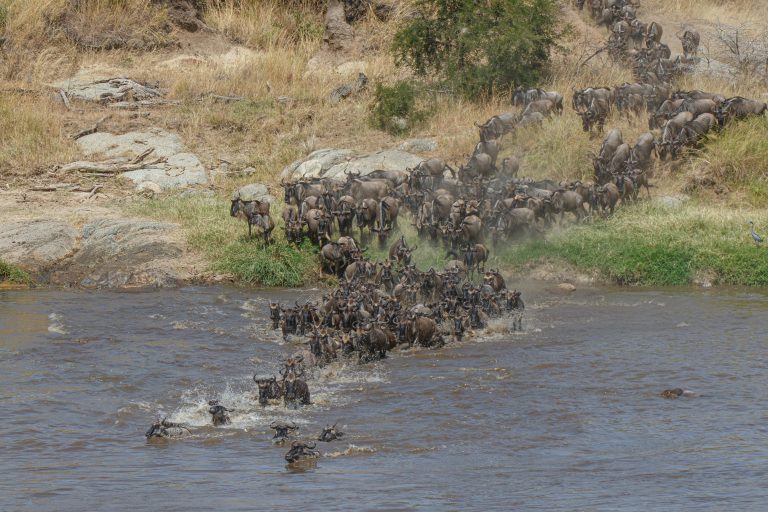 North Serengeti & Maasai Mara – Tanzania & Kenya