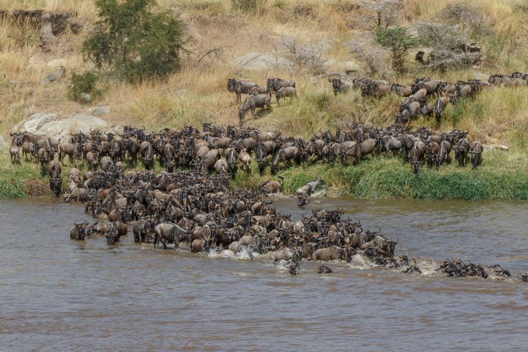 Highlights, Serengeti Mara, Serengeti National Park, Tanzania, mara, migration