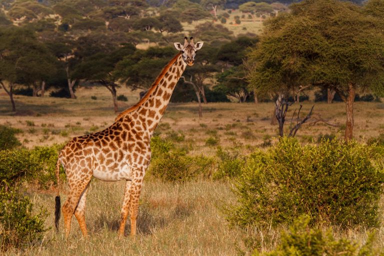 Tarangire National Park – Tanzania