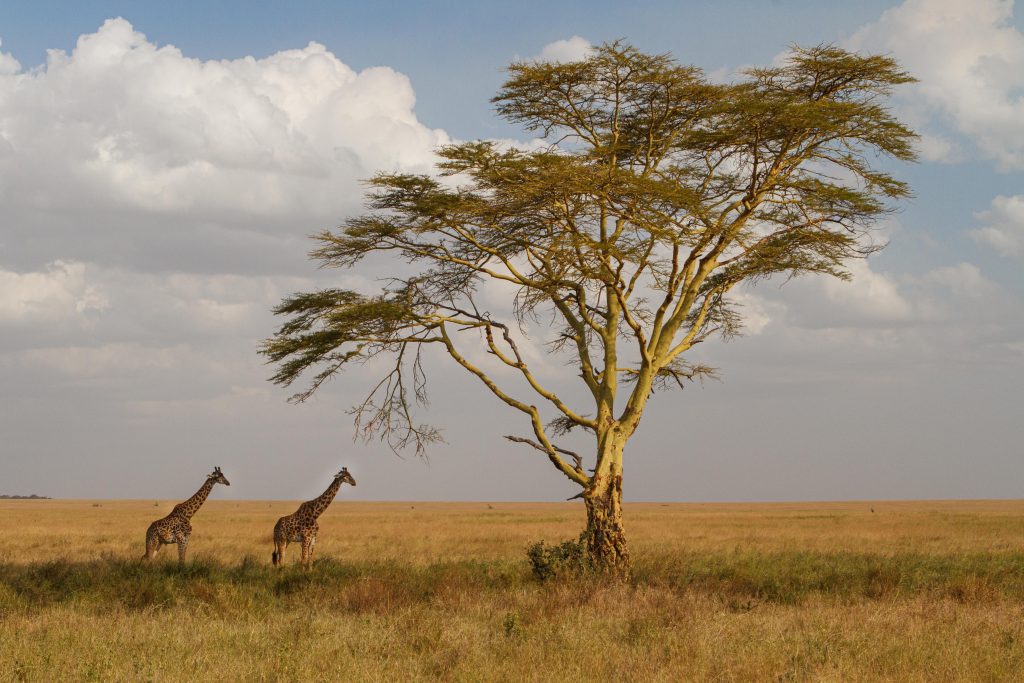 Serengeti scenery