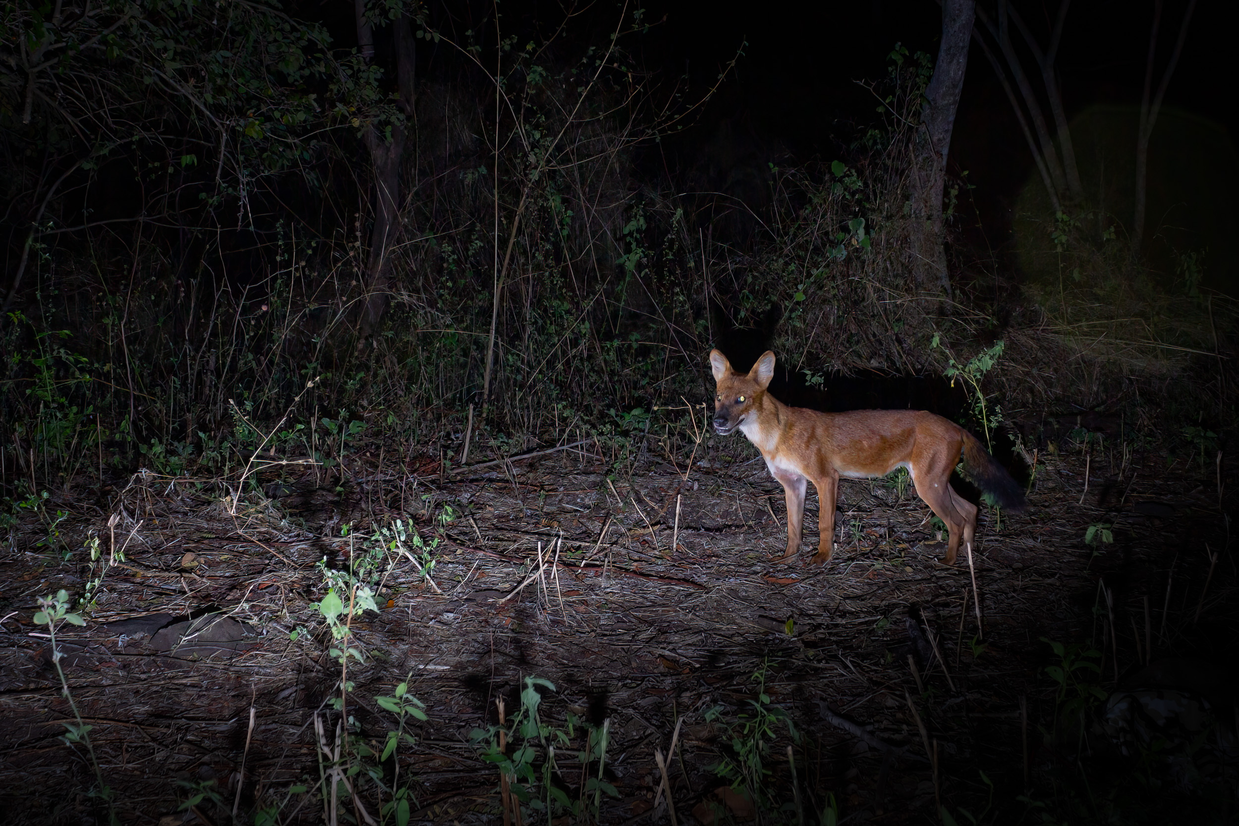 Baluran, Baluran National Park, Indonesia, Java, Nature, Wildlife