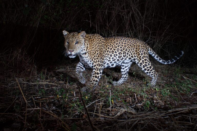 Baluran National Park – East Java