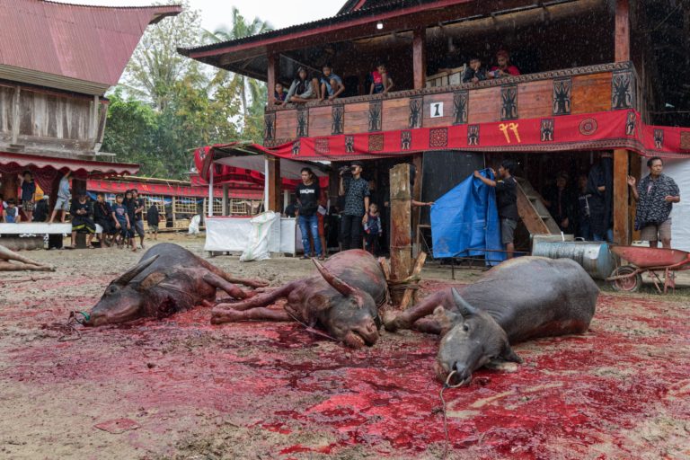 Rambu Solo – Tana Toraja, Sulawesi