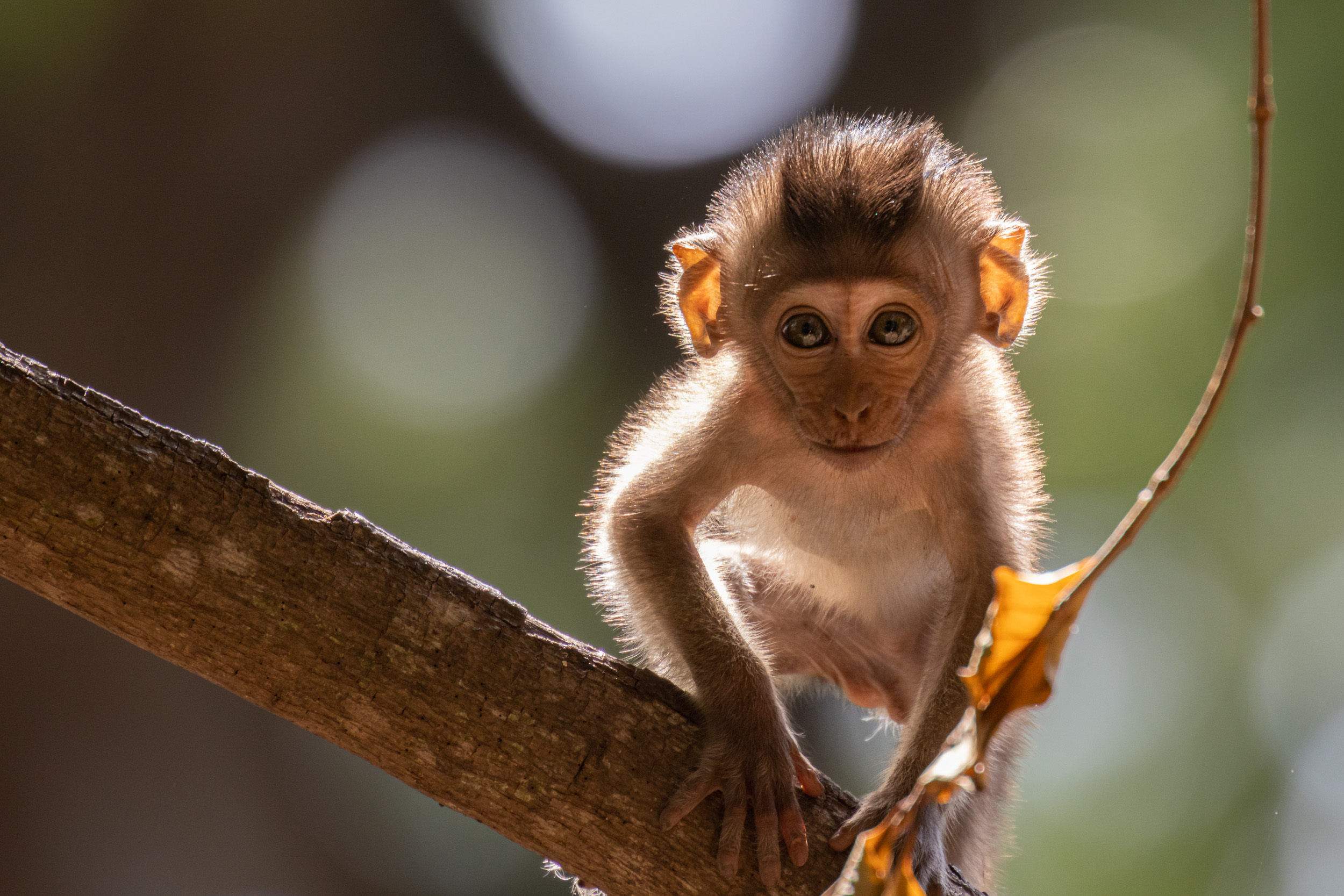 Baluran, Baluran National Park, Indonesia, Java, Nature, Wildlife