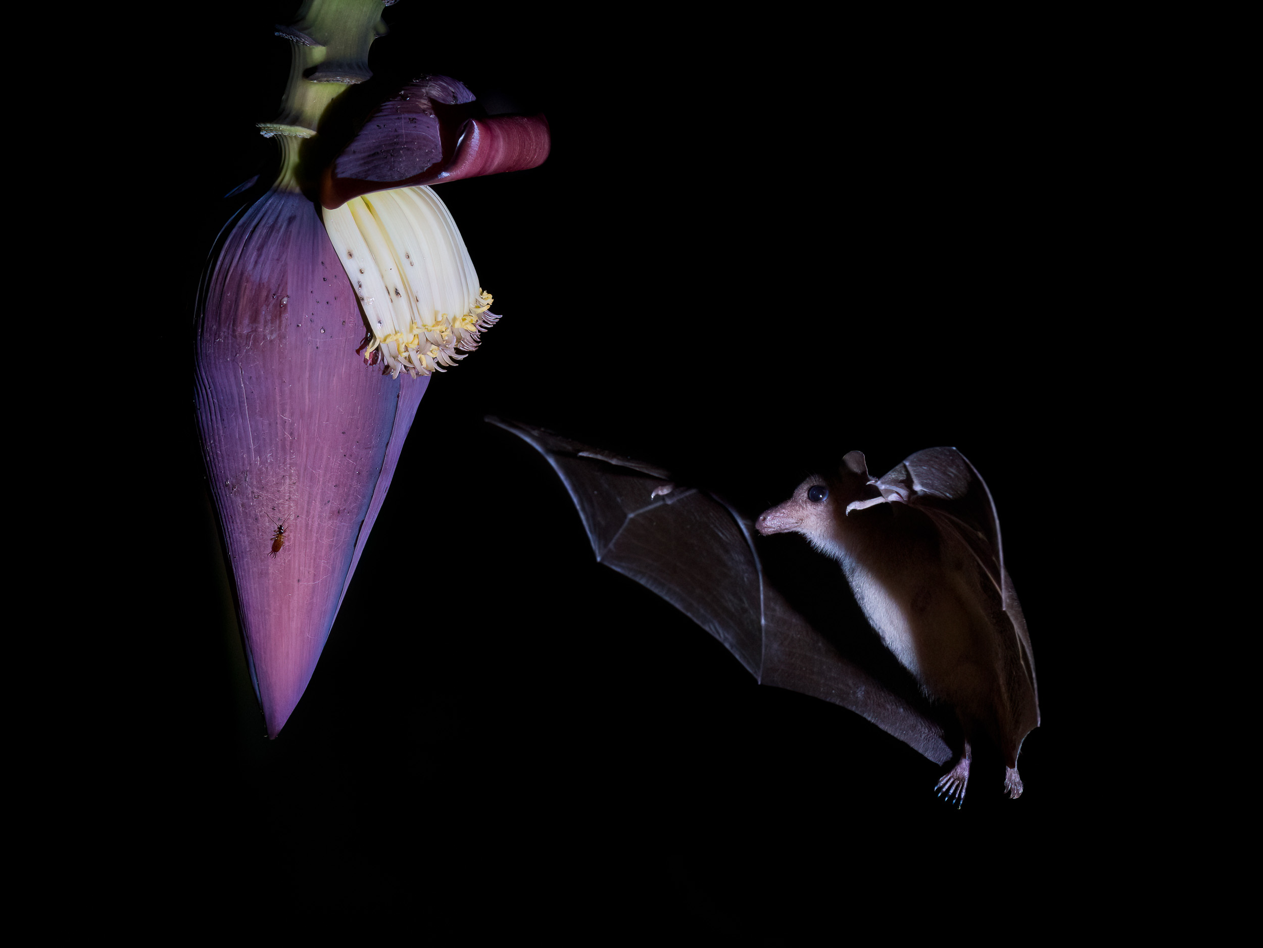 Bali, Indonesia, Lesser Long-tongued Nectar Bat, Sanda, Wildlife