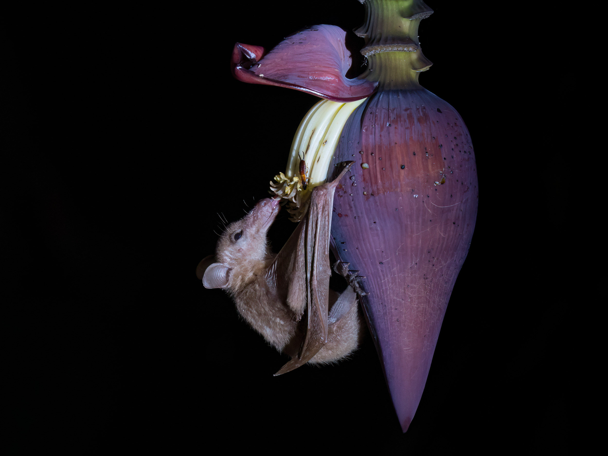 Bali, Collection, Indonesia, Lesser Long-tongued Nectar Bat, Sanda, Wildlife