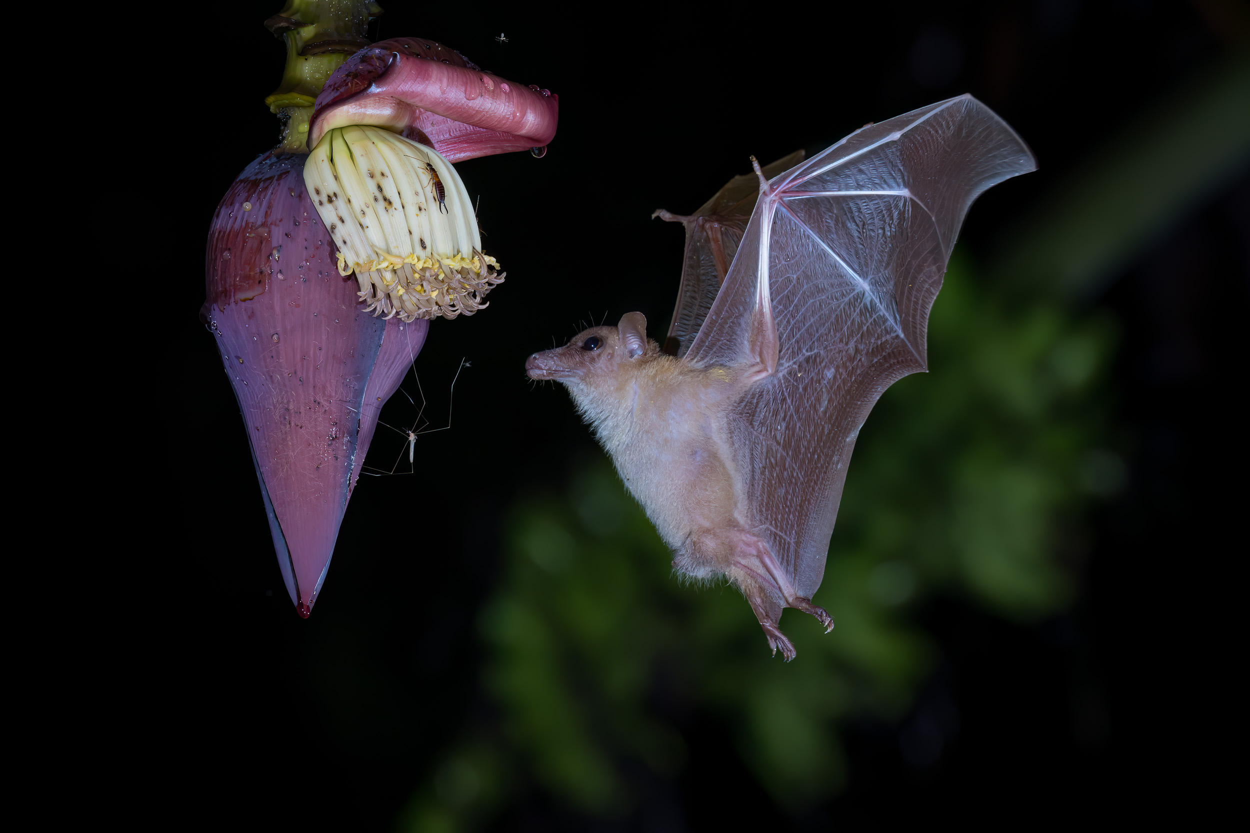 Bali, Indonesia, Lesser Long-tongued Nectar Bat, Sanda, Wildlife