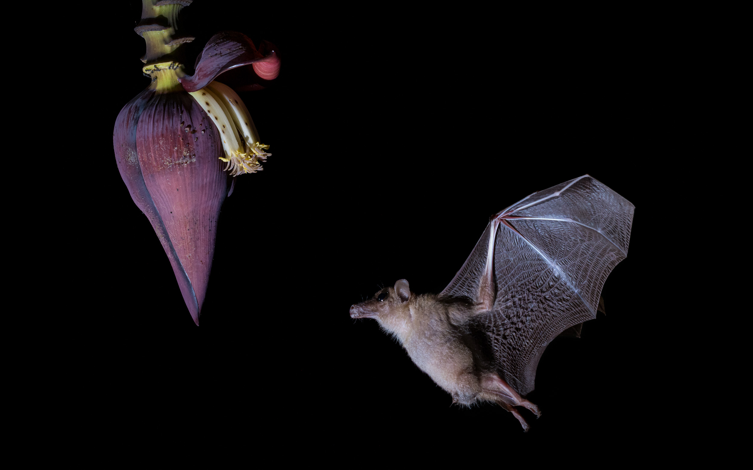 Bali, Highlights, Indonesia, Lesser Long-tongued Nectar Bat, Sanda, Wildlife, website