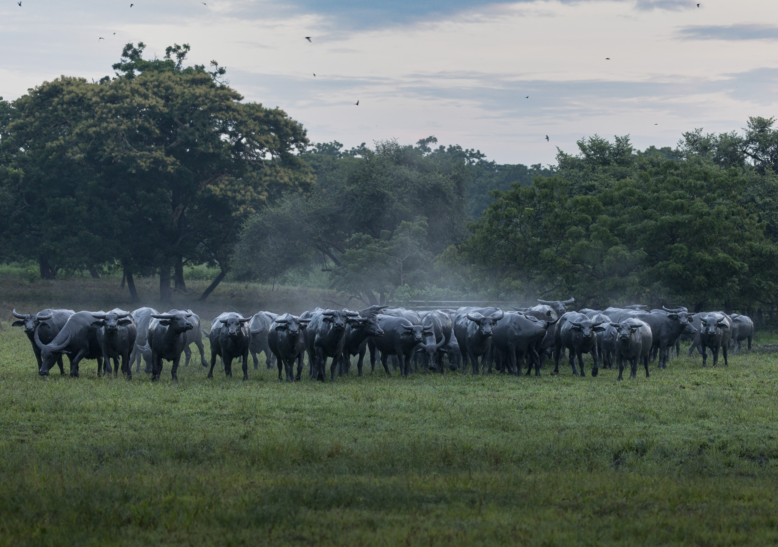 Baluran, Baluran National Park, Indonesia, Java, Nature, Wildlife