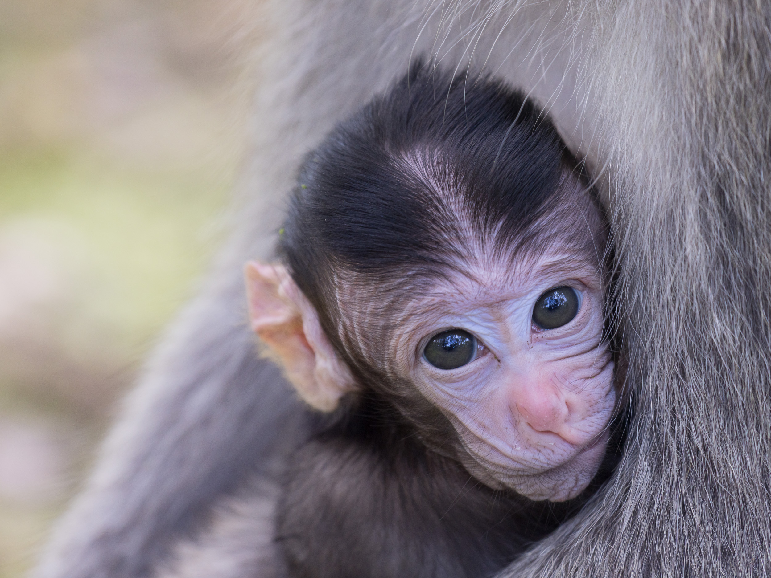 Baluran, Baluran National Park, Indonesia, Java, Nature, Wildlife