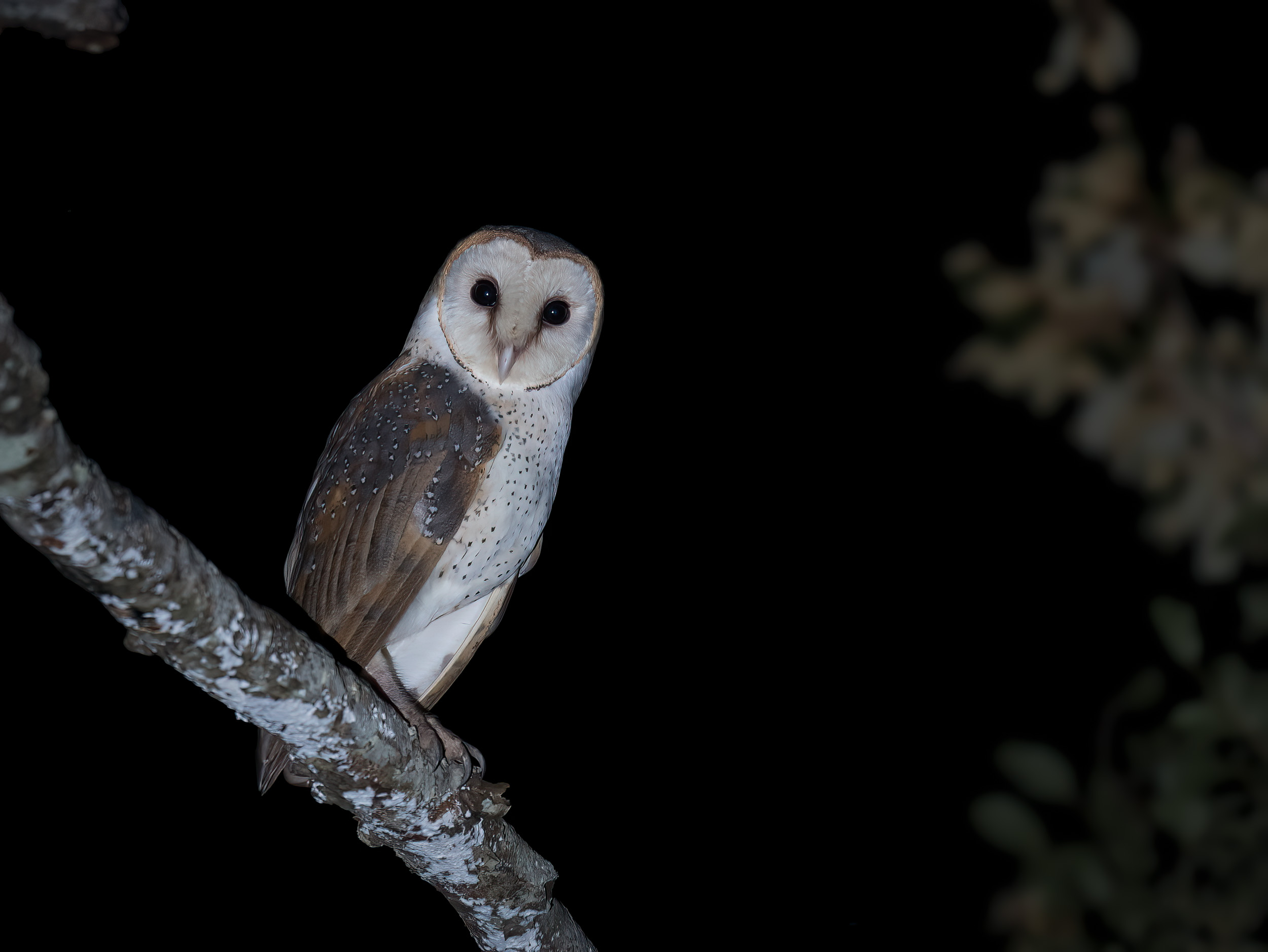 Baluran, Baluran National Park, Indonesia, Java, Nature, Wildlife