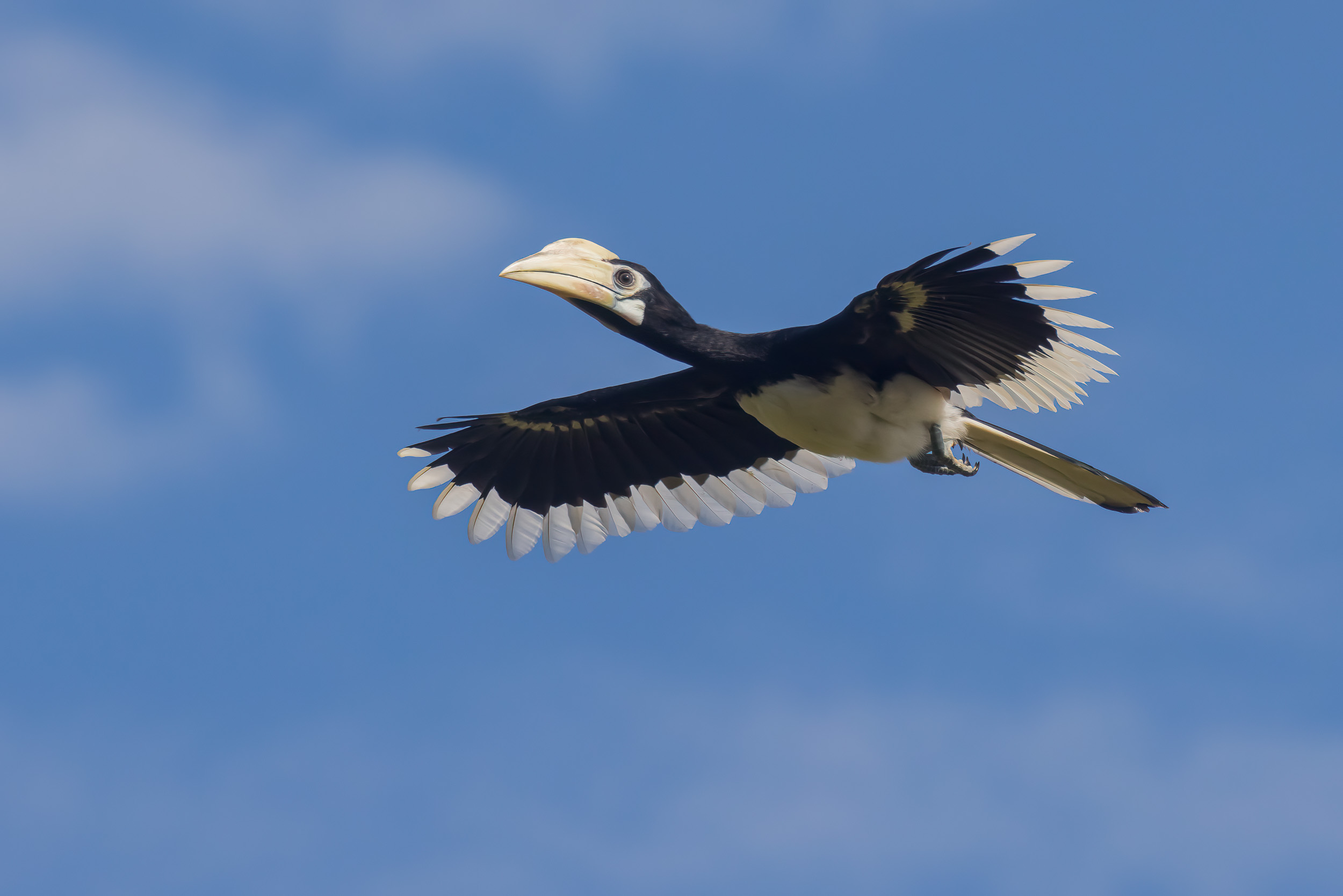 Baluran, Baluran National Park, Indonesia, Java, Nature, Wildlife