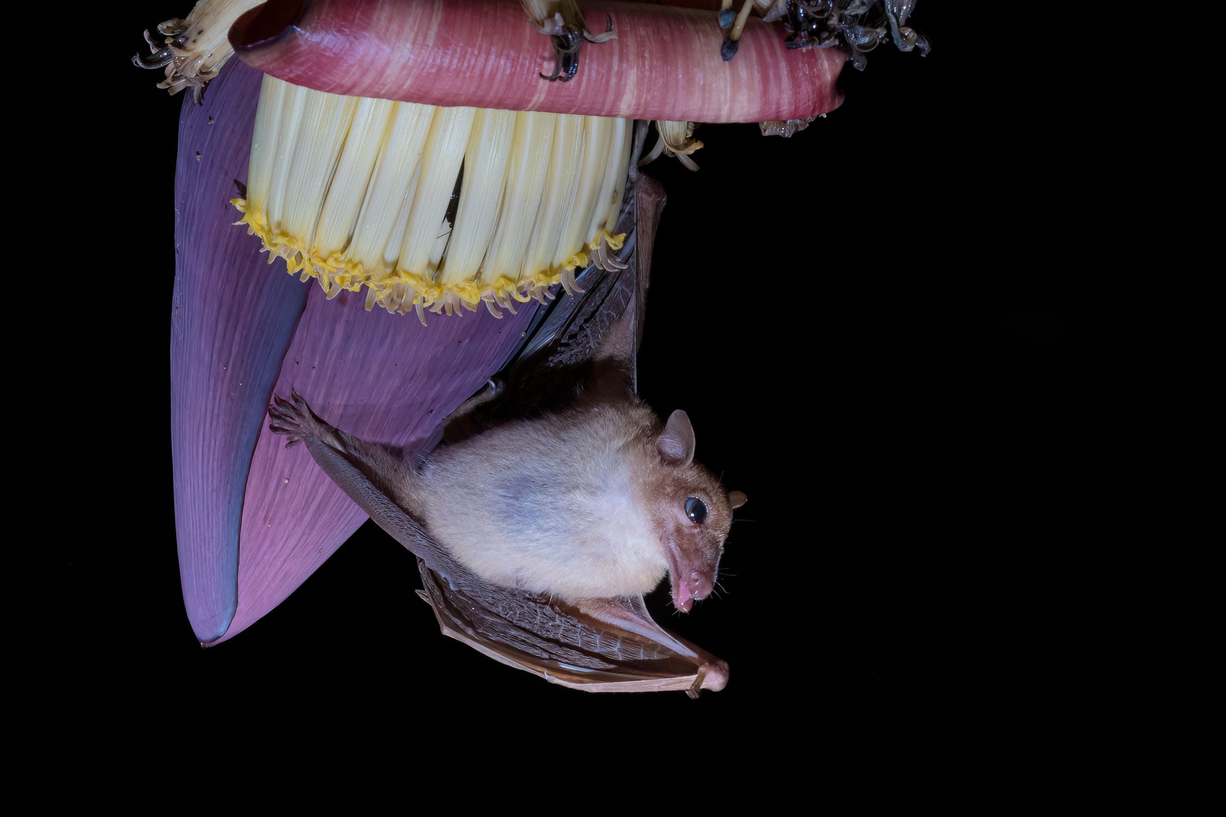 Bali, Bat, Indonesia, Lesser Long-tongued Nectar Bat, Sanda, Wildlife