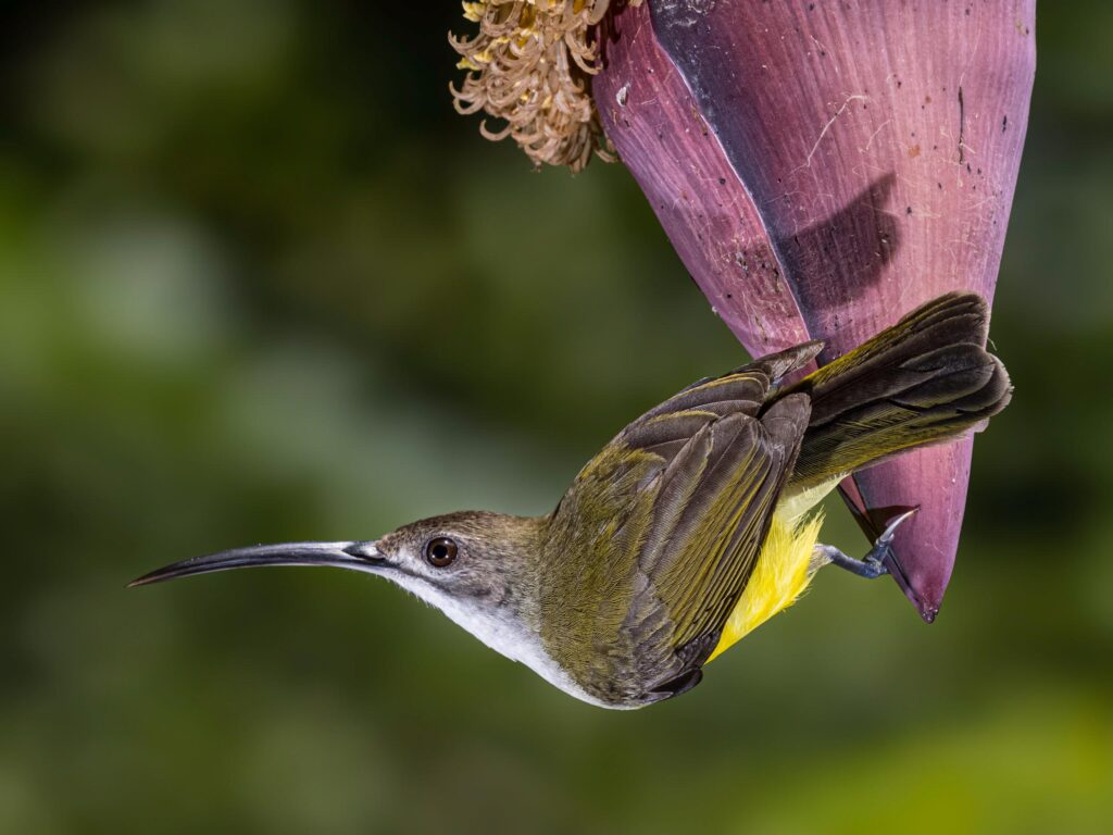 Bird, Collection, Highlights, Little Spiderhunter, Sanda, Wildlife, website