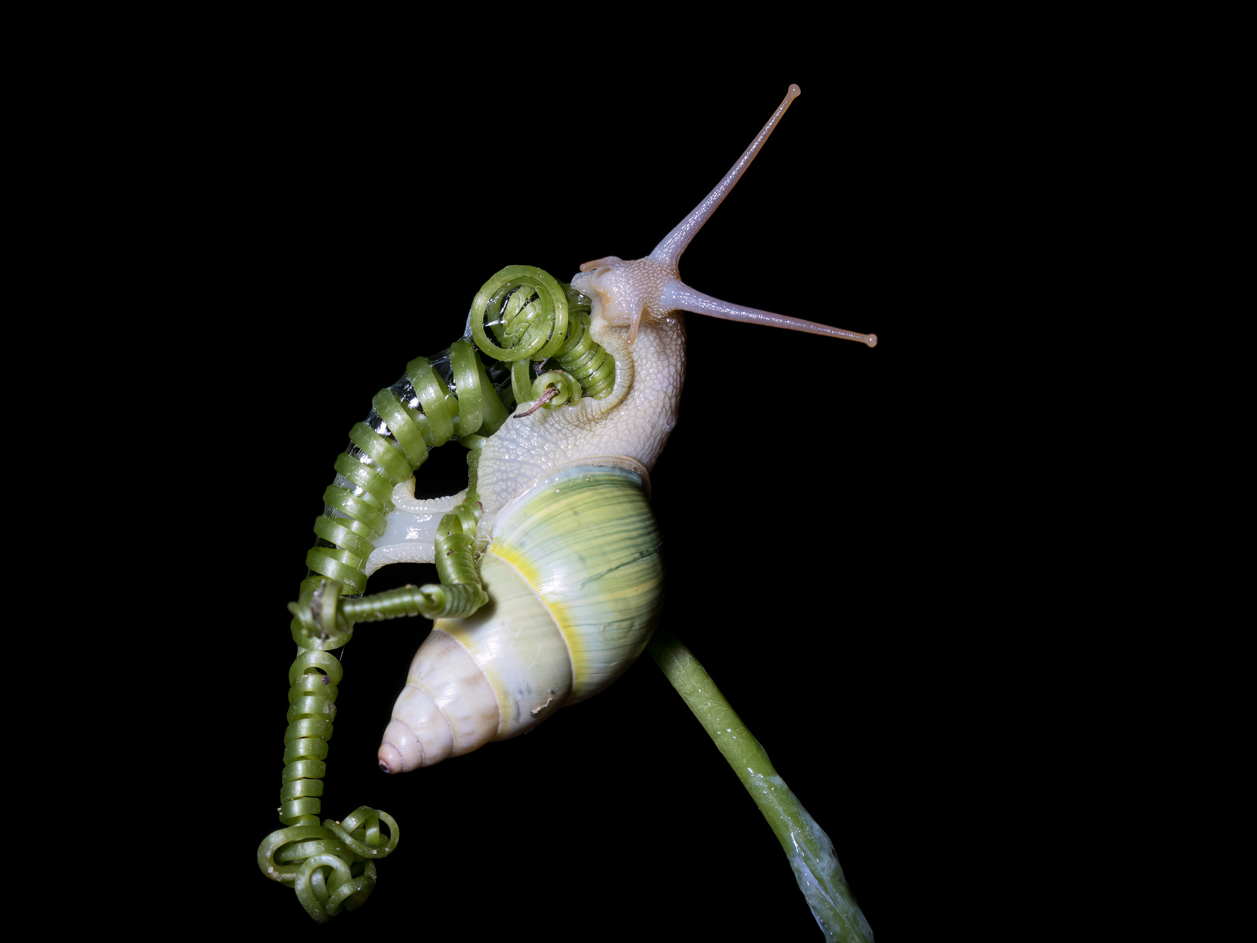 Bali, Collection, Emerald Green Snail, Highlights, Indonesia, Sanda, Wildlife, website