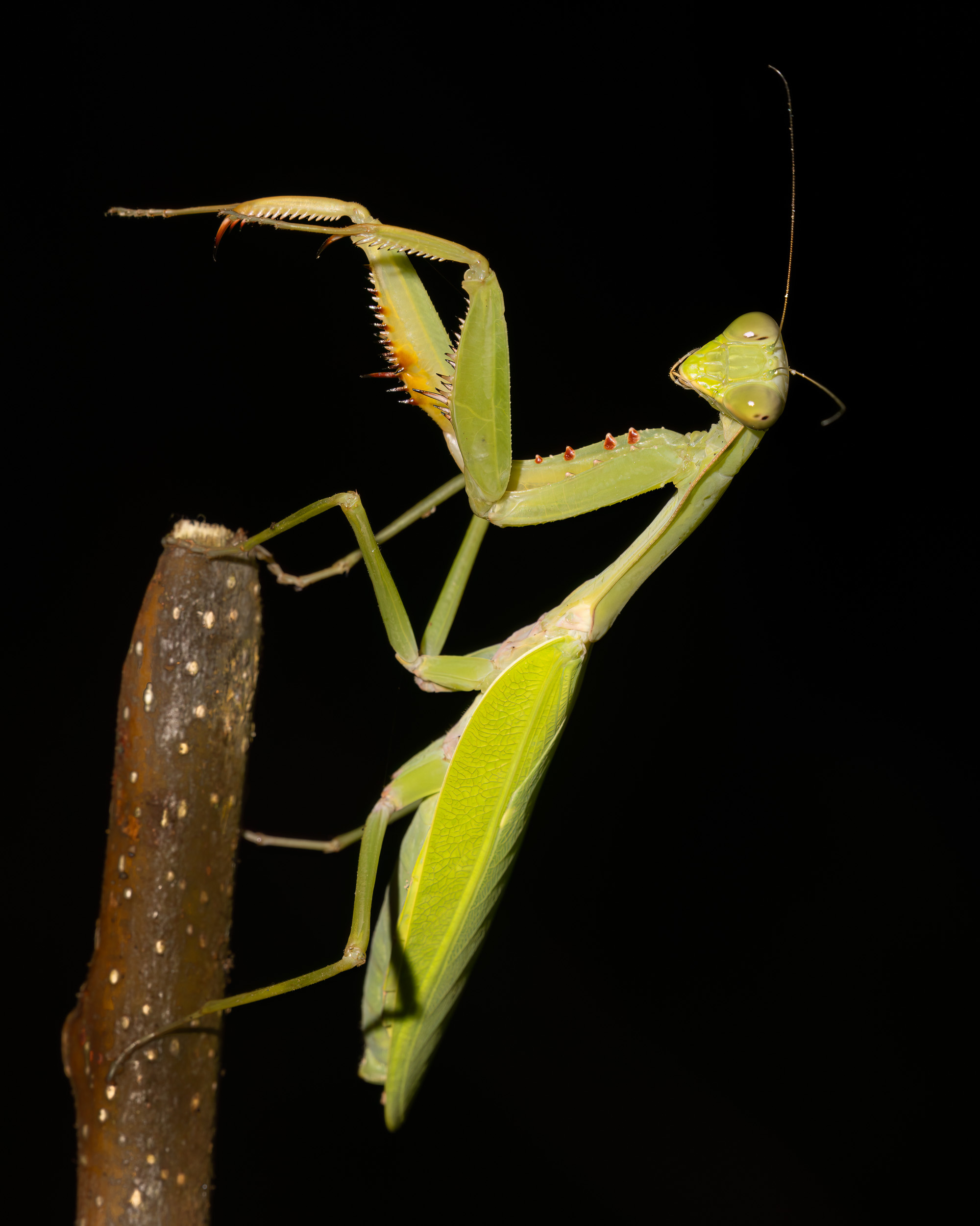 Bali, Collection, Highlights, Indonesia, Insect, Praying Mantis, Sanda, Wildlife, website