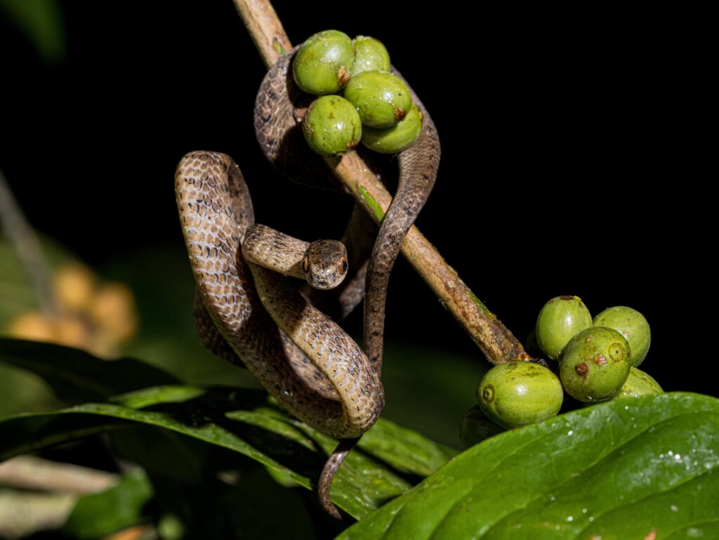 Keeled Slug-eating Snake, Bali, Indonesia