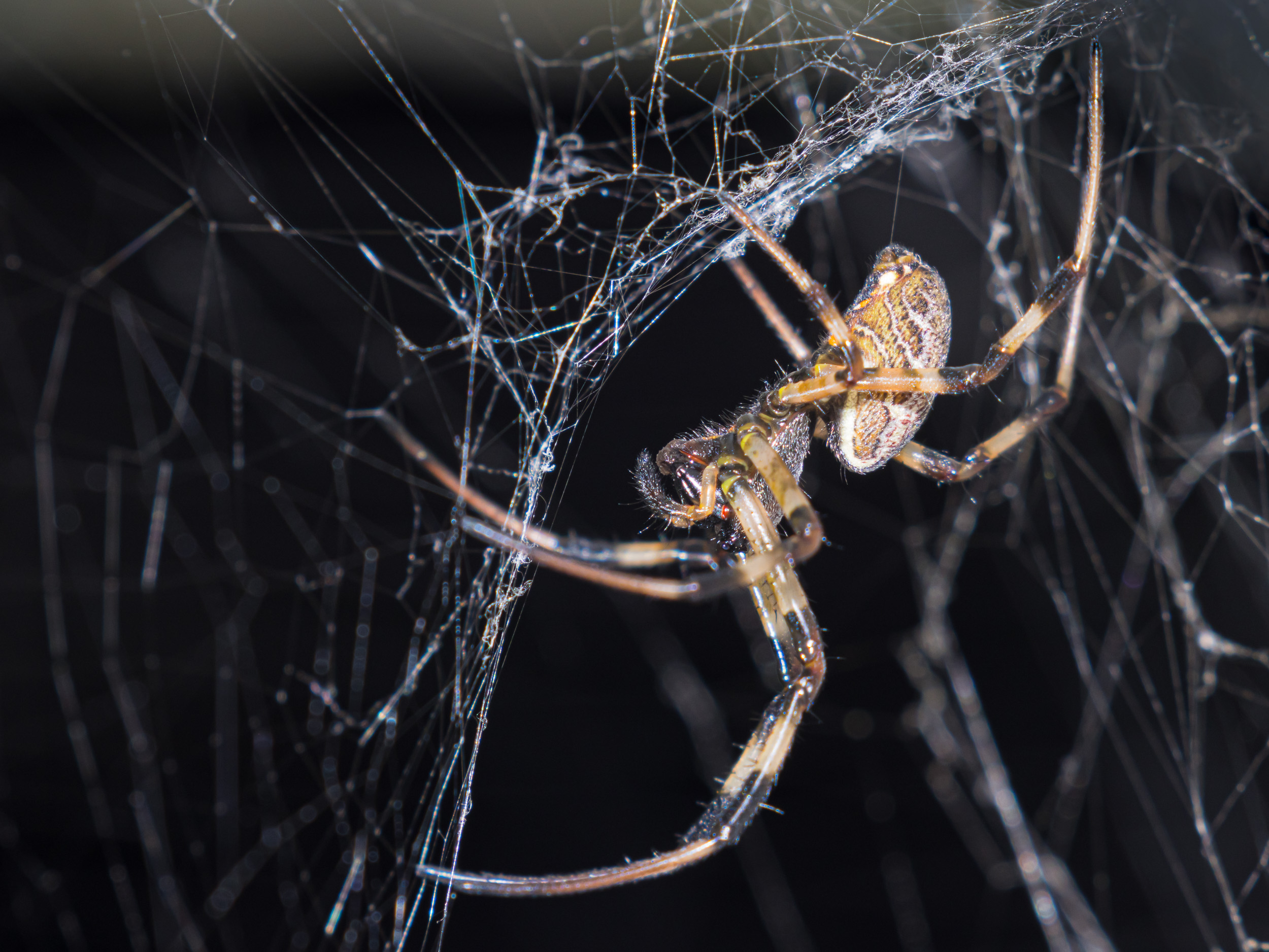Bali, Collection, Indonesia, Insect, Sanda, Wildlife, spider