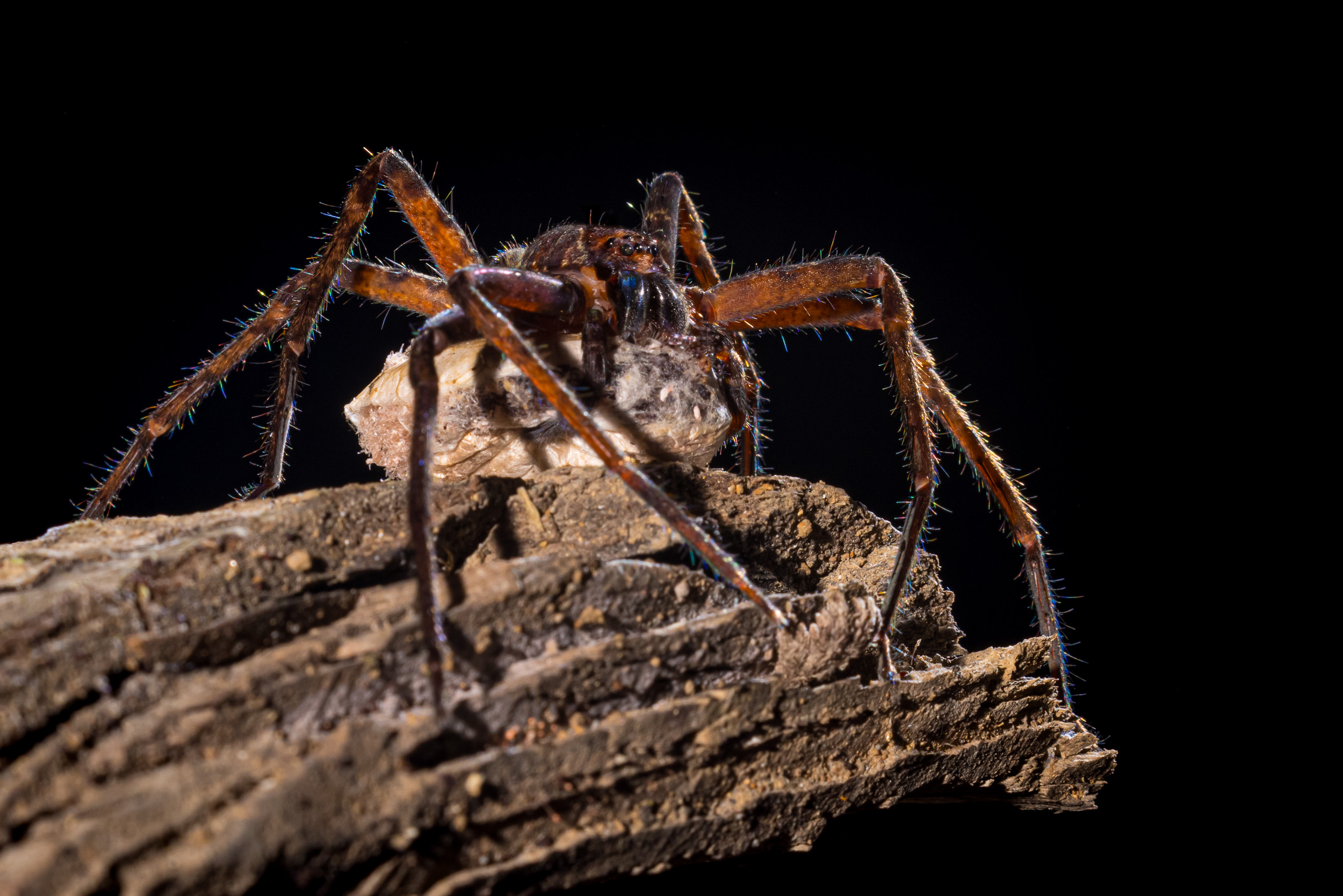 Bali, Collection, Highlights, Huntsmen Spider, Indonesia, Insect, Sanda, Wildlife, website