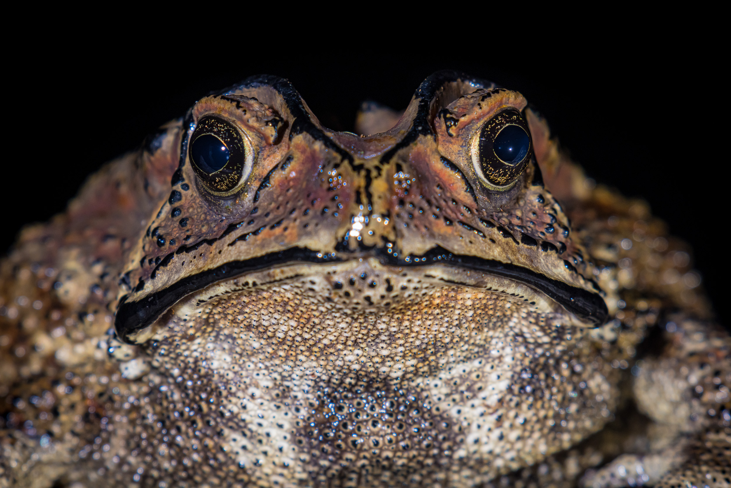 Asian Common Toad, Bali, Collection, Highlights, Indonesia, Insect, Sanda, Wildlife, website