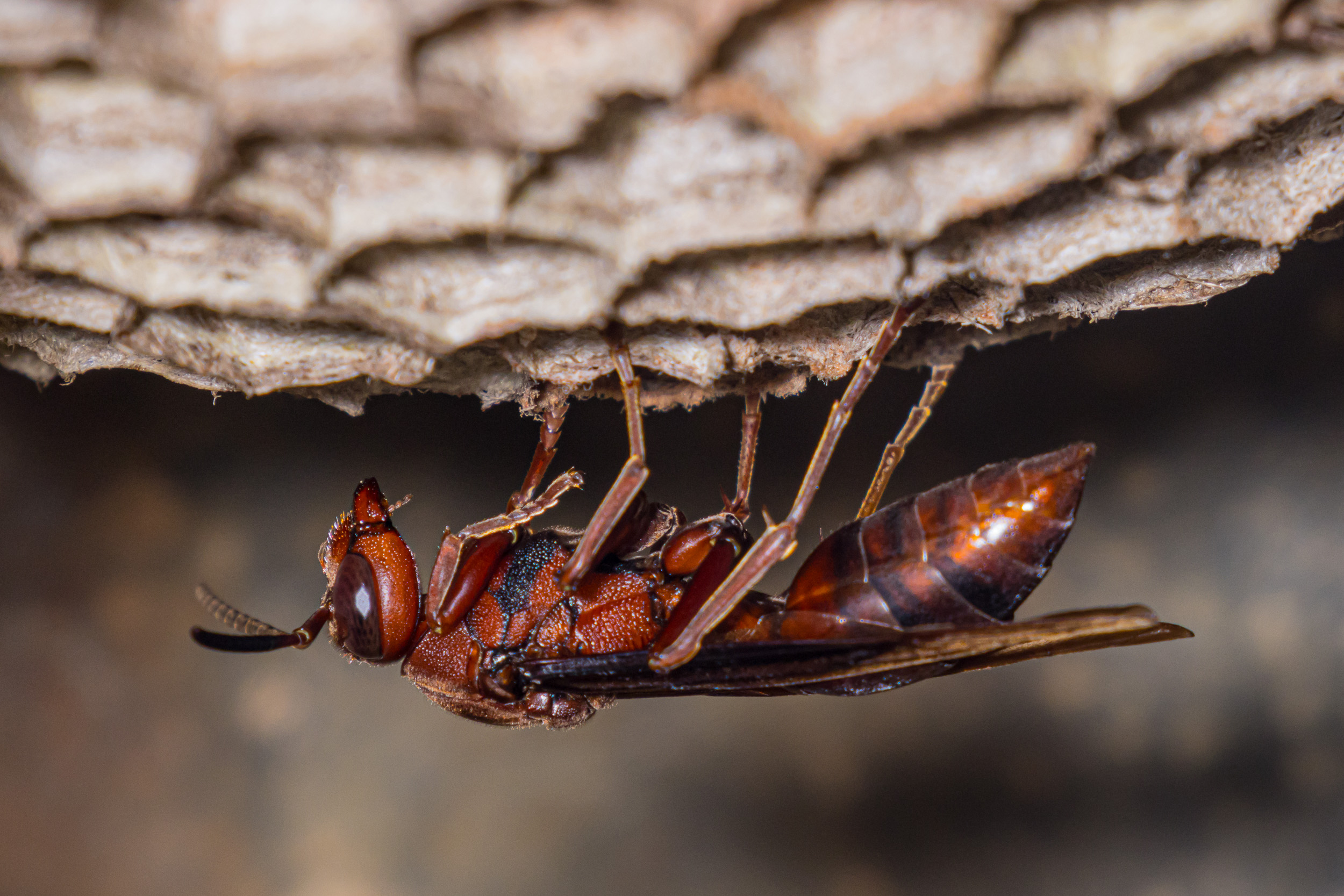 Bali, Collection, Highlights, Hornet, Indonesia, Insect, Sanda, Wildlife, website