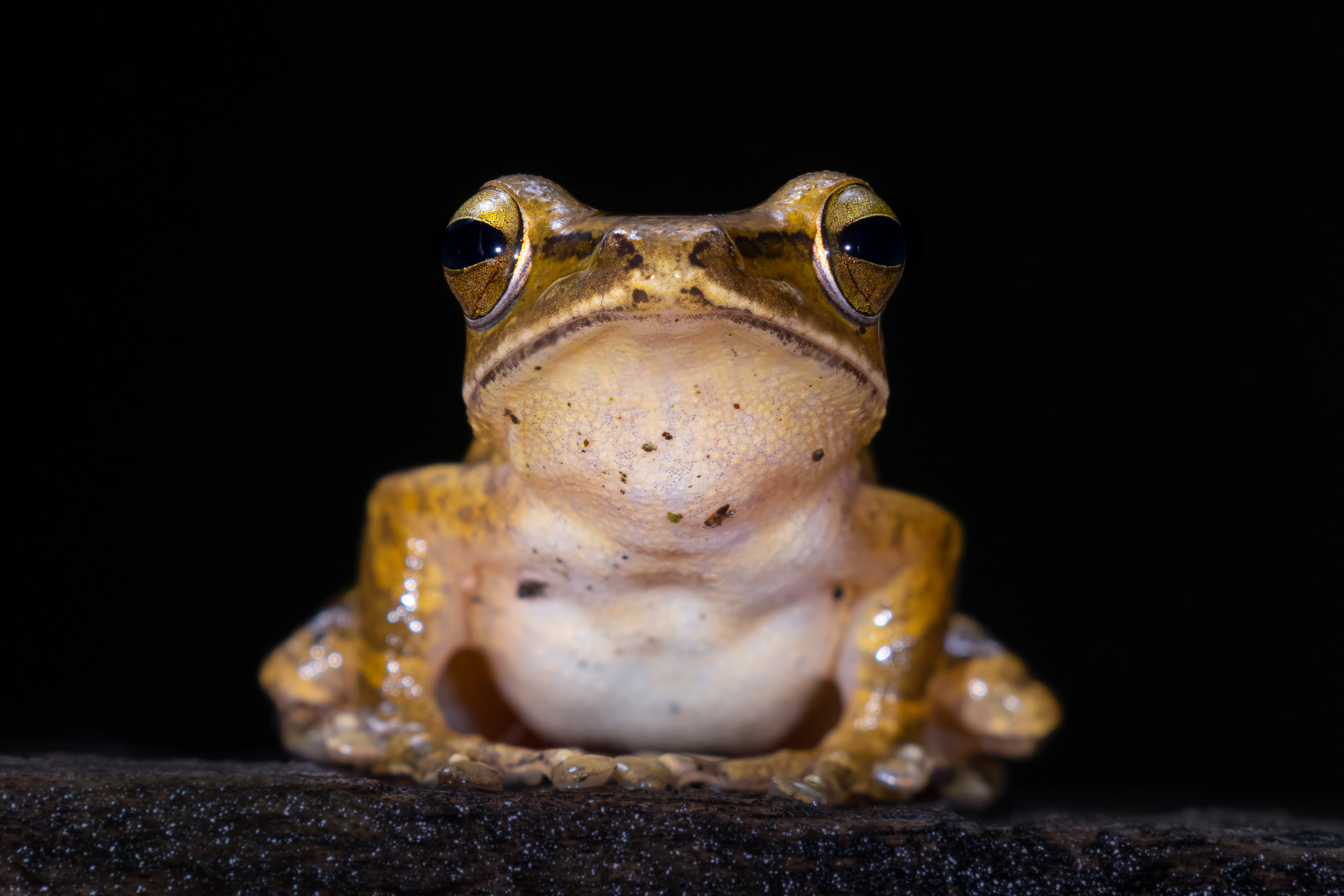 Bali, Brown Tree Frog, Collection, Frog, Highlights, Indonesia, Sanda, Wildlife, website