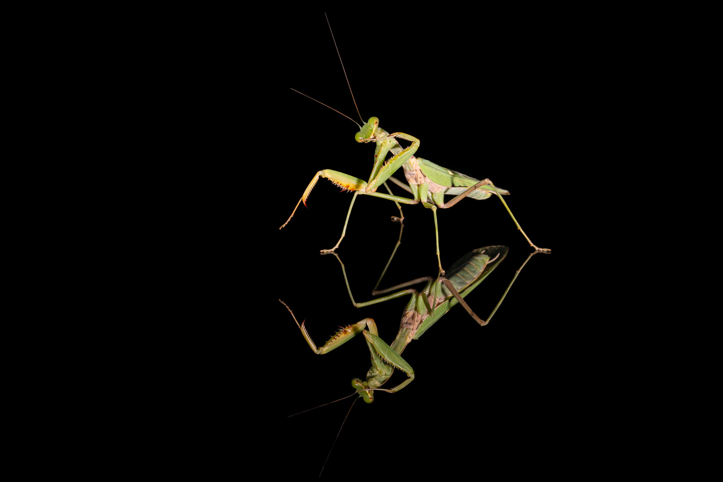 Bali, Indonesia, Praying Mantis, Sanda, Wildlife
