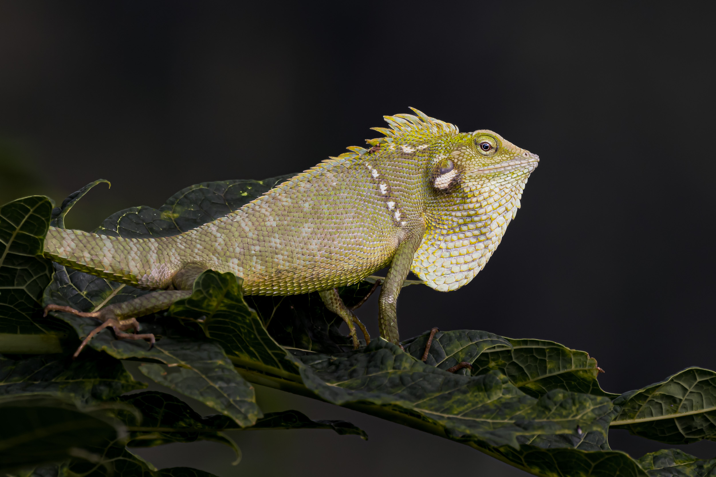 Bali, Collection, Green Crested Lizard, Highlights, Indonesia, Sanda, Wildlife, website