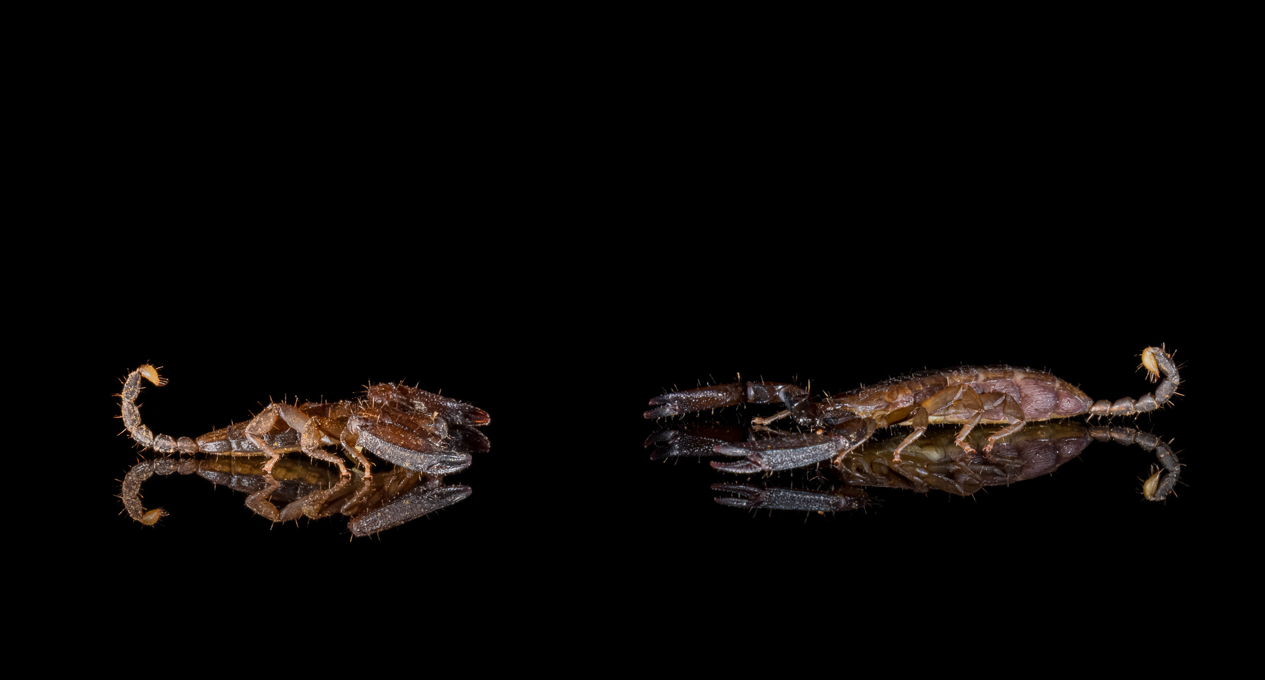 Bali, Collection, Indonesia, Sanda, Wildlife, scorpion
