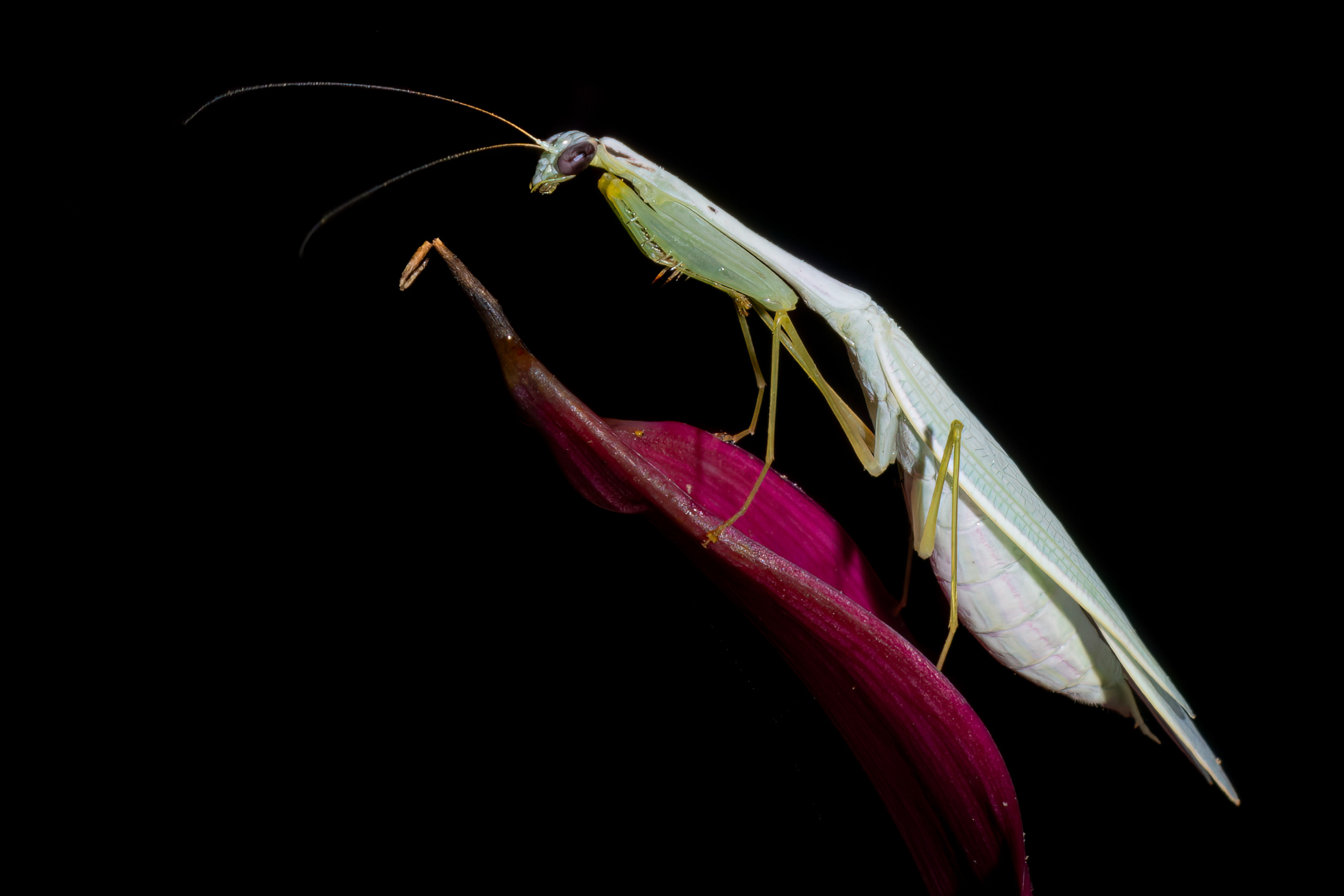 Bali, Highlights, Indonesia, Sanda, Wildlife, website