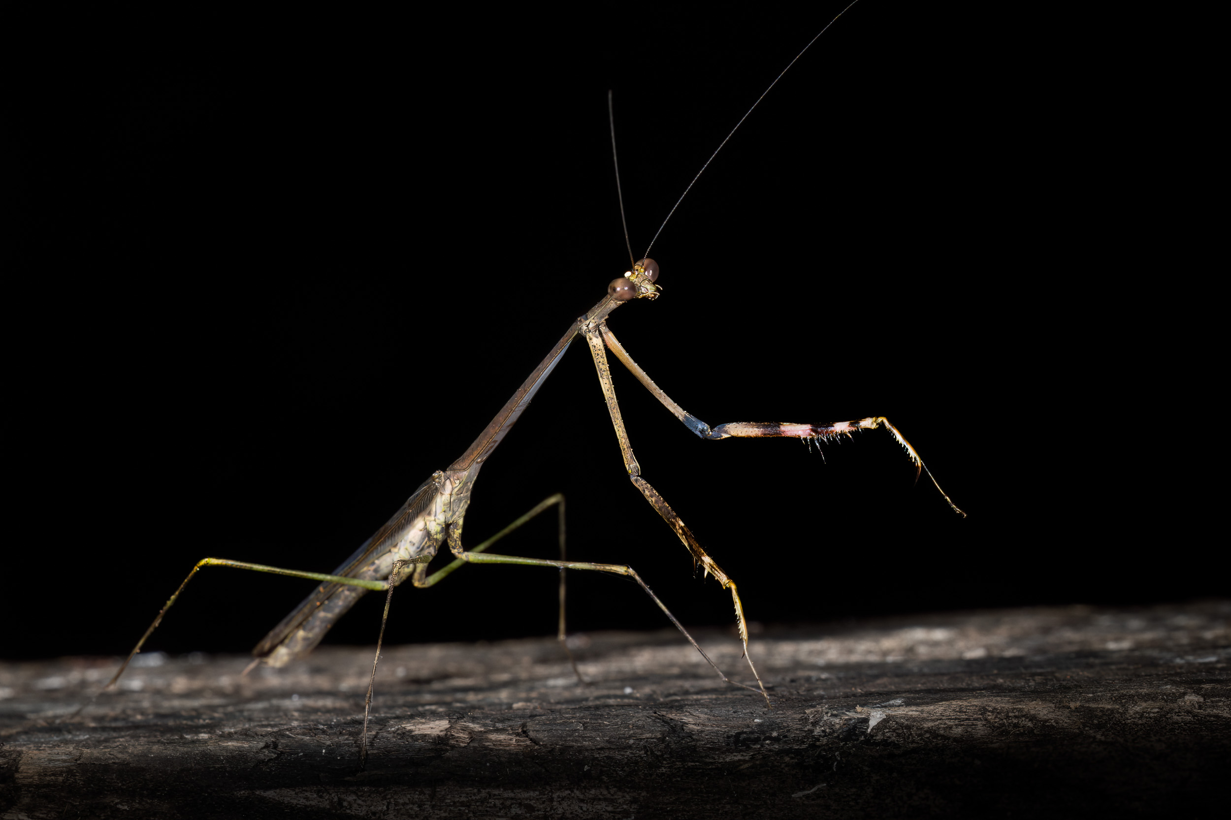 Bali, Indonesia, Sanda, Wildlife