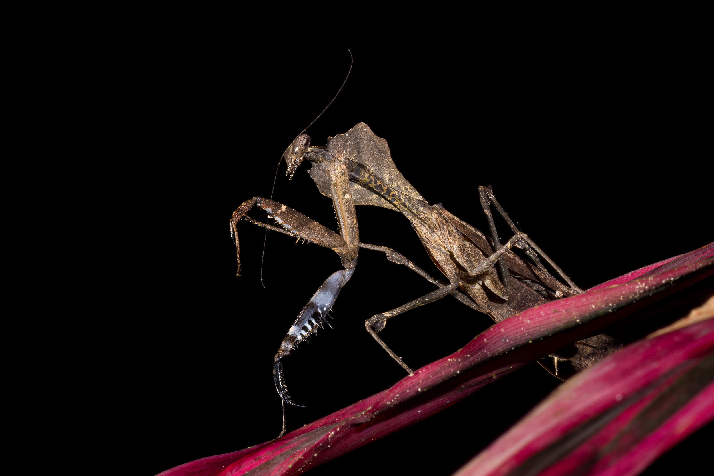 Bali, Collection, Highlights, Indonesia, Sanda, Wildlife, website