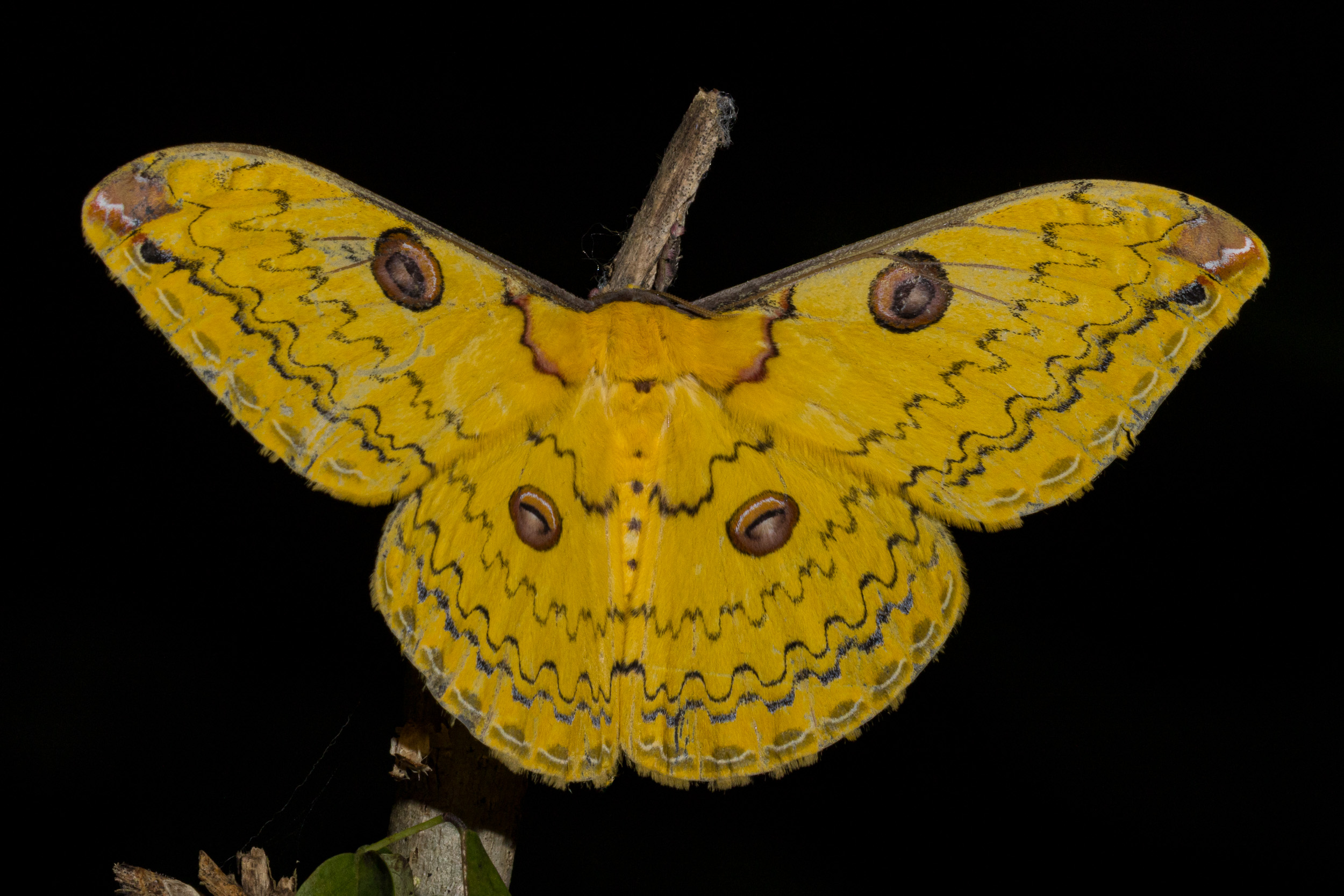 Bali, Collection, Highlights, Indonesia, Sanda, Wildlife, website