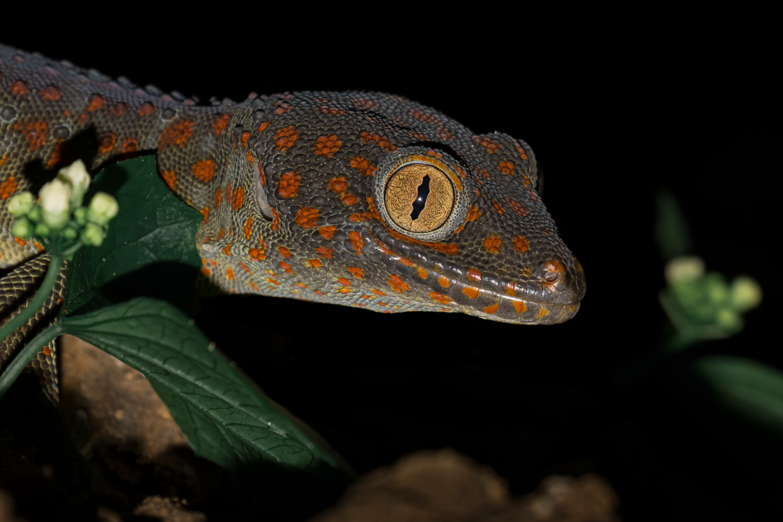 Bali, Collection, Highlights, Indonesia, Sanda, Tokay, Wildlife, gecko, website