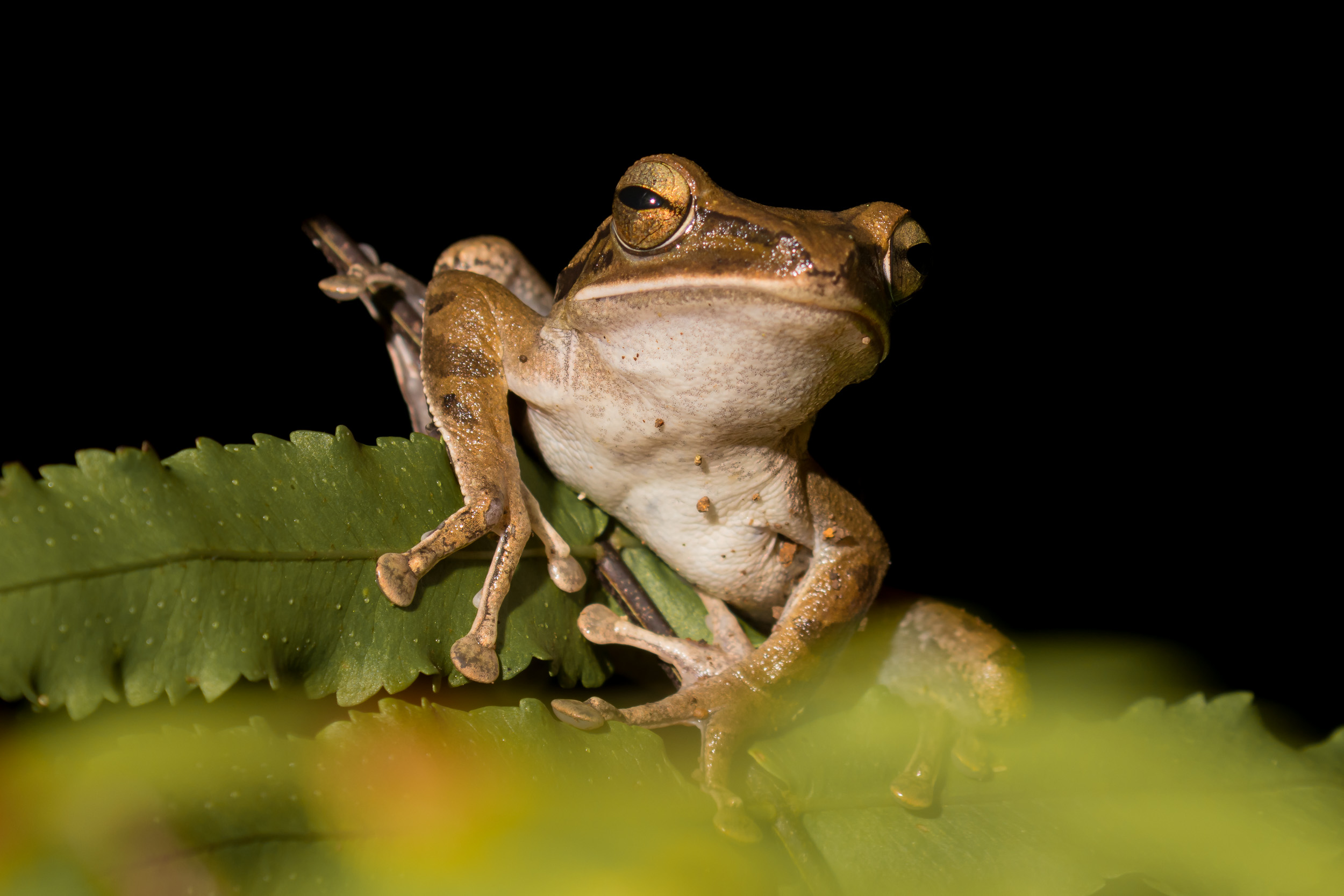 Bali, Indonesia, Sanda, Wildlife