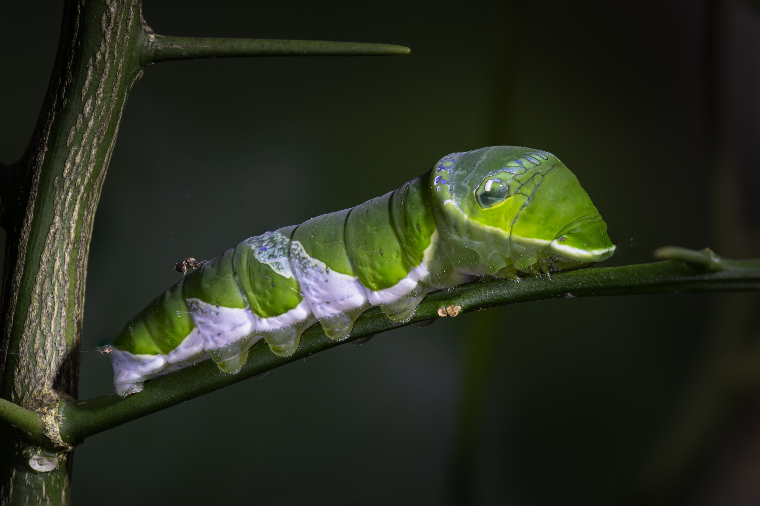 Bali, Caterpillar, Collection, Highlights, Indonesia, Sanda, Wildlife, website