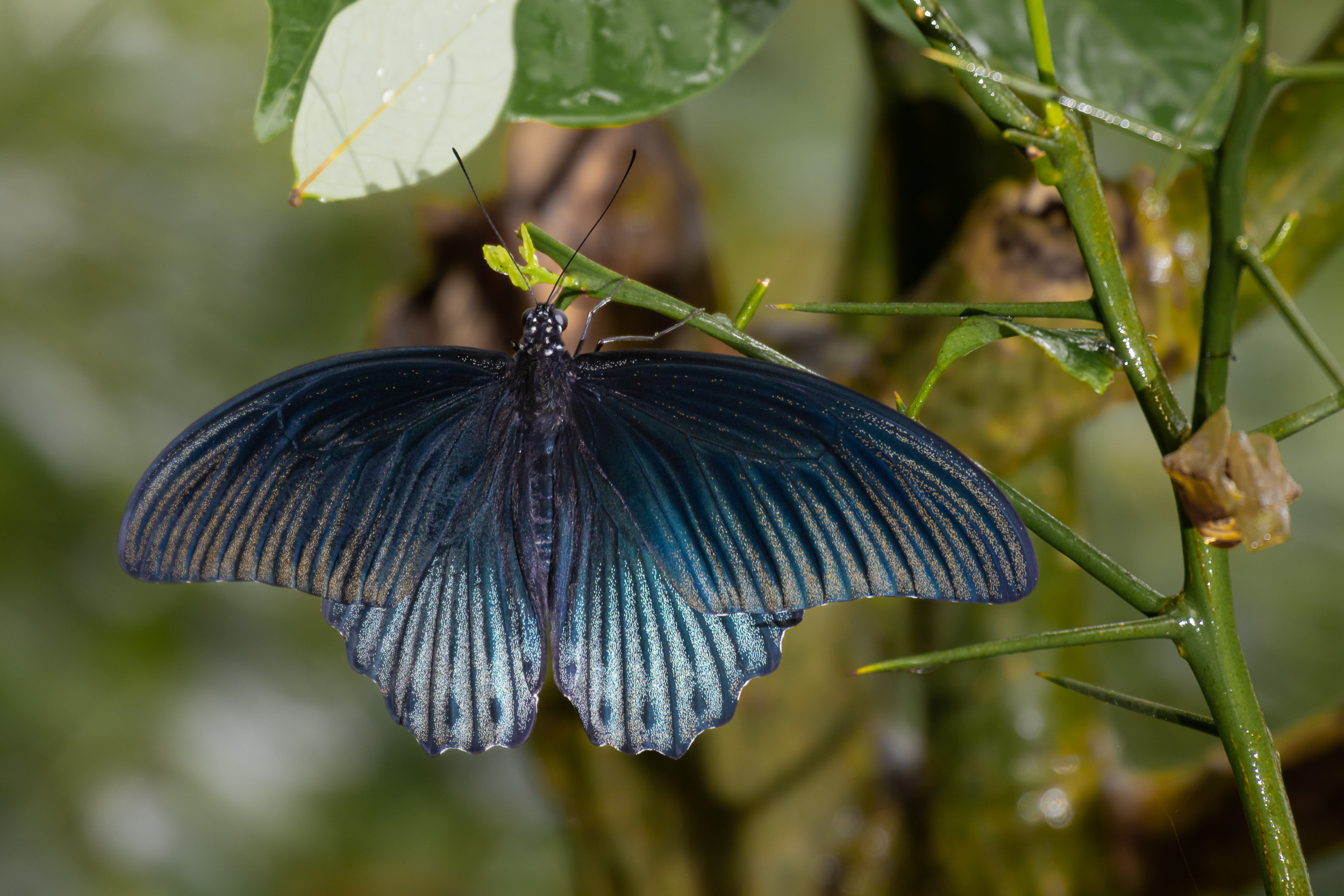 Bali, Collection, Indonesia, Sanda, Wildlife