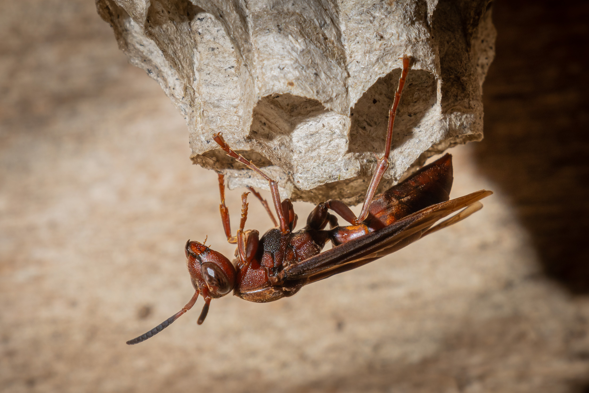 Bali, Indonesia, Sanda, Wildlife