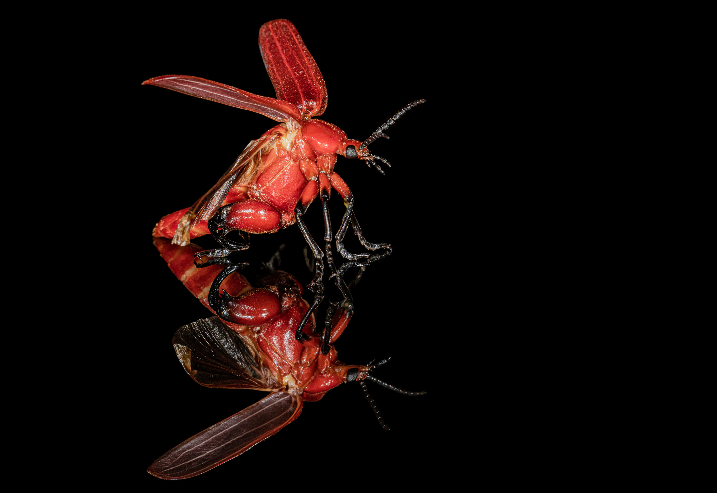 Bali, Bug, Collection, Indonesia, Sanda, Wildlife