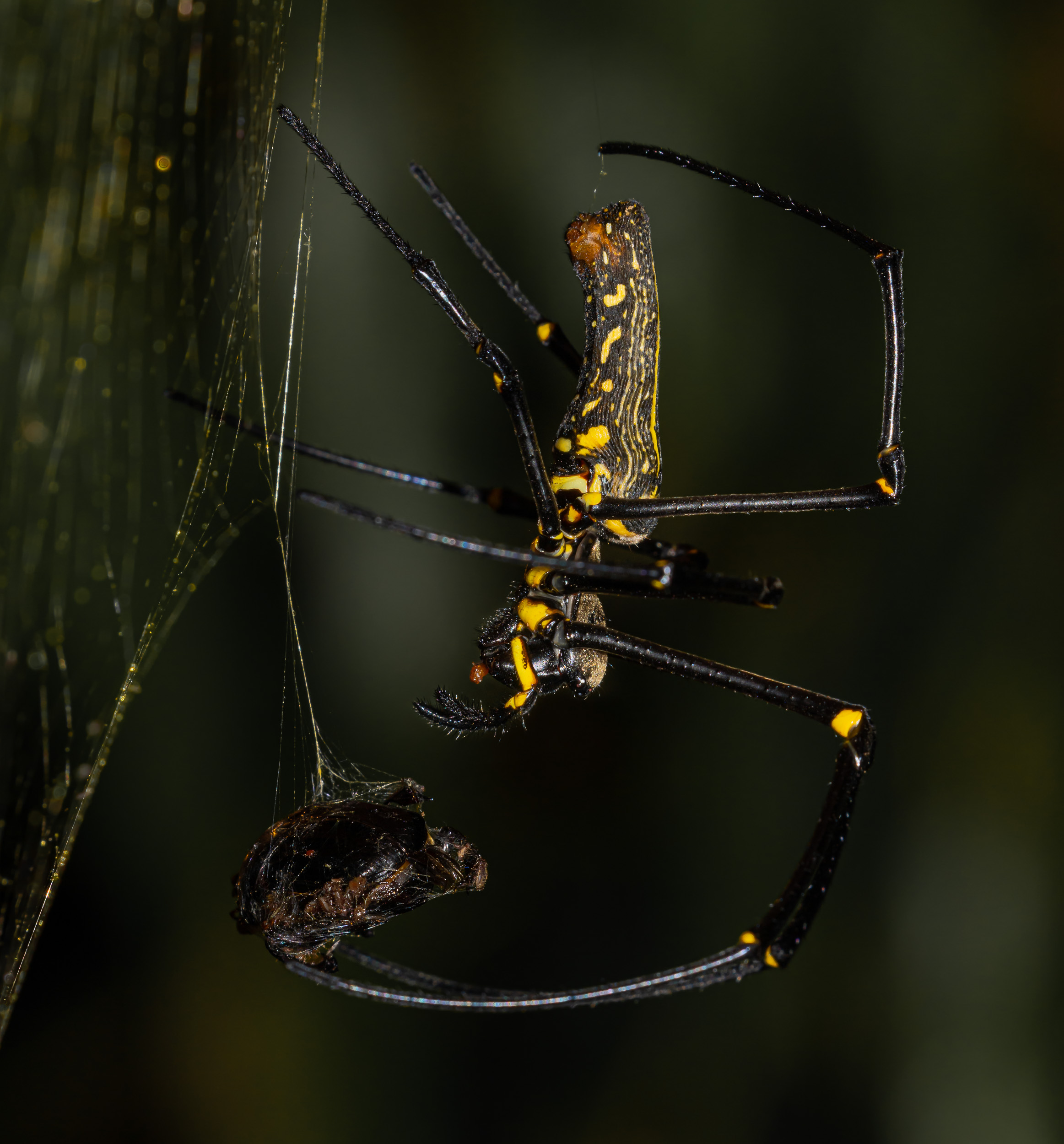 Bali, Collection, Highlights, Indonesia, Sanda, Wildlife, spider, website