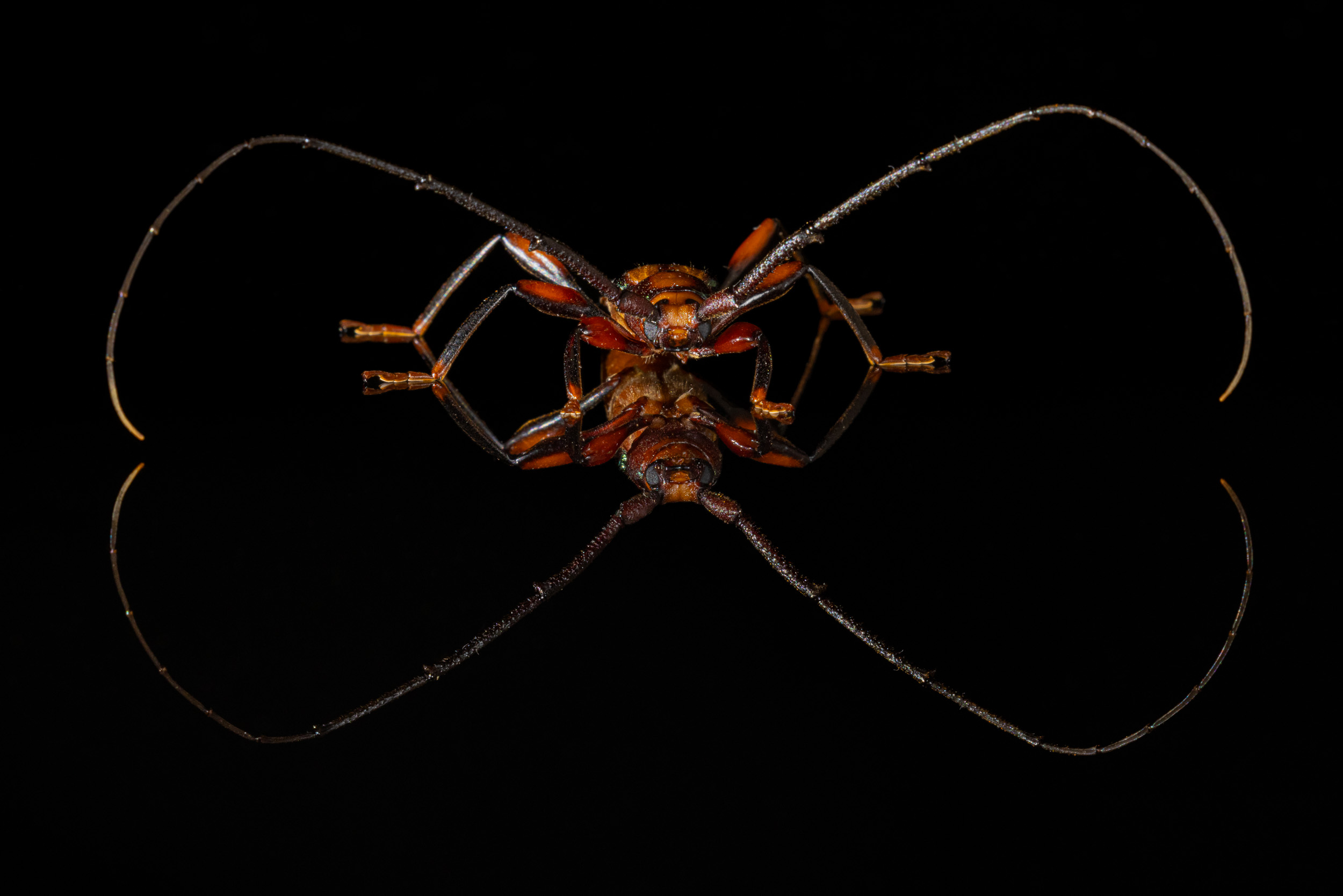 Bali, Collection, Indonesia, Sanda, Wildlife