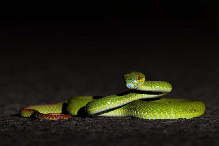 Baluran, Baluran National Park, Indonesia, Java