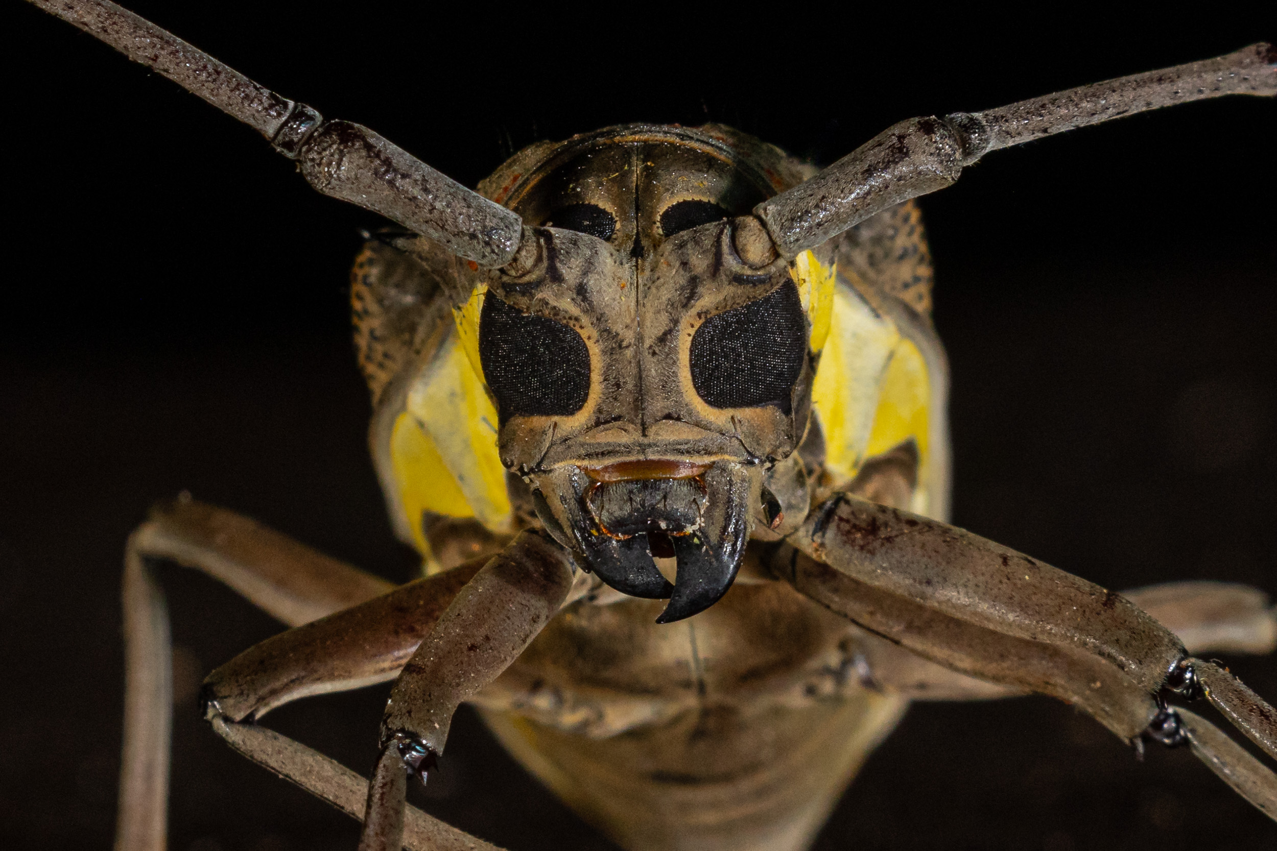 Bali, Bug, Highlights, Indonesia, Long-horn Beetle, Sanda, Wildlife