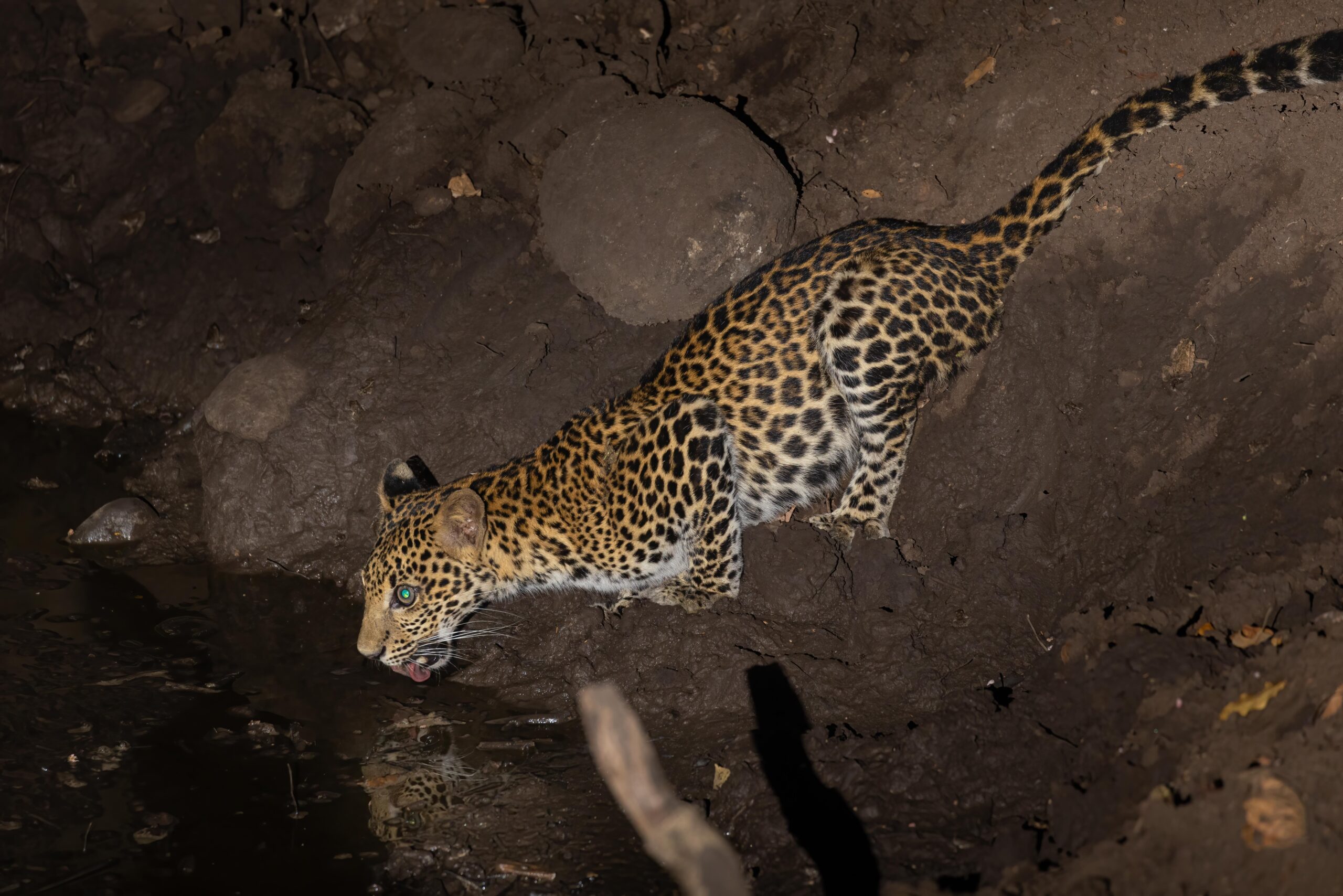 Javan Leopard at a water hole in Baluran National Park in East Java, Indonesia