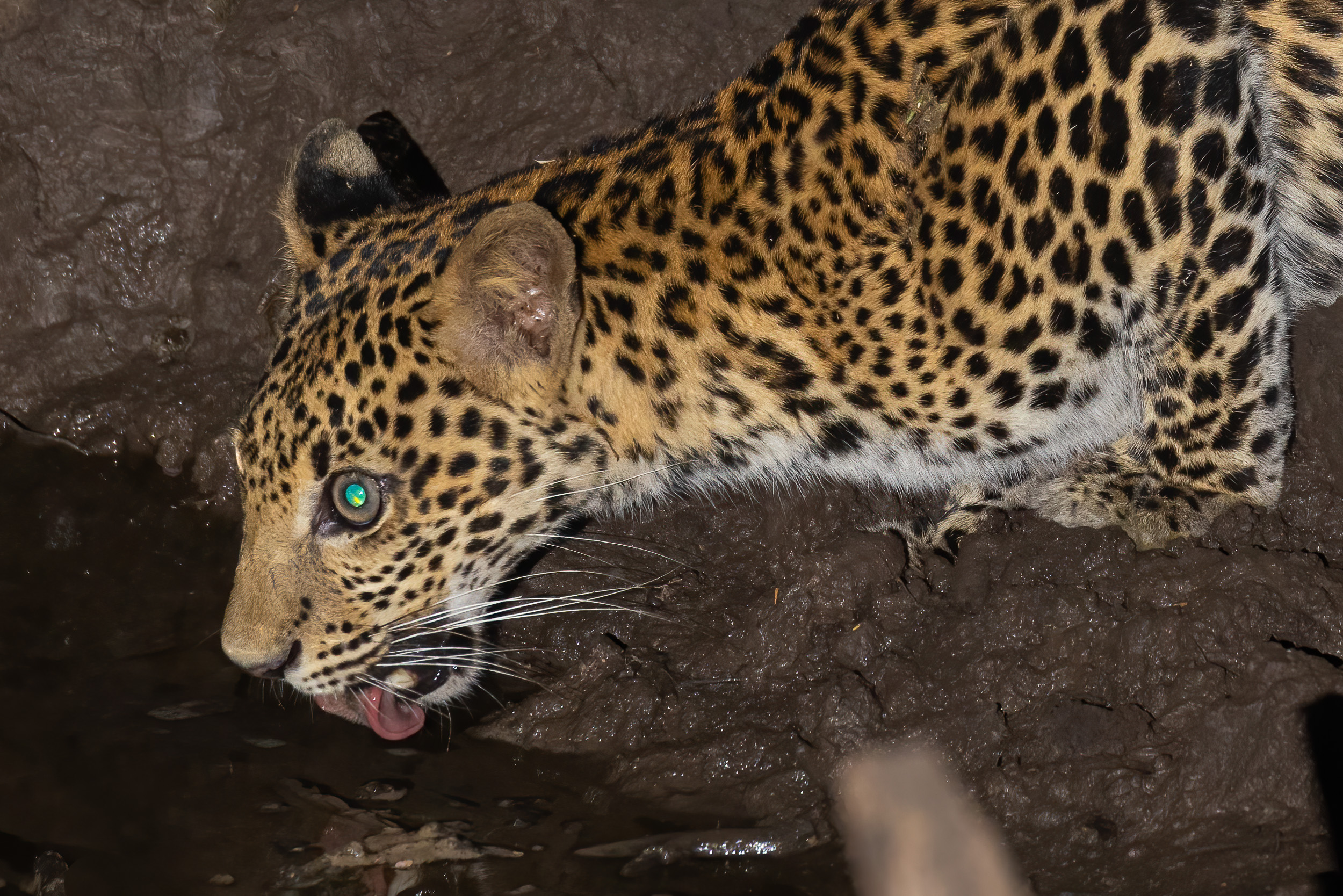 Baluran, Baluran National Park, Indonesia, Java, Wildlife