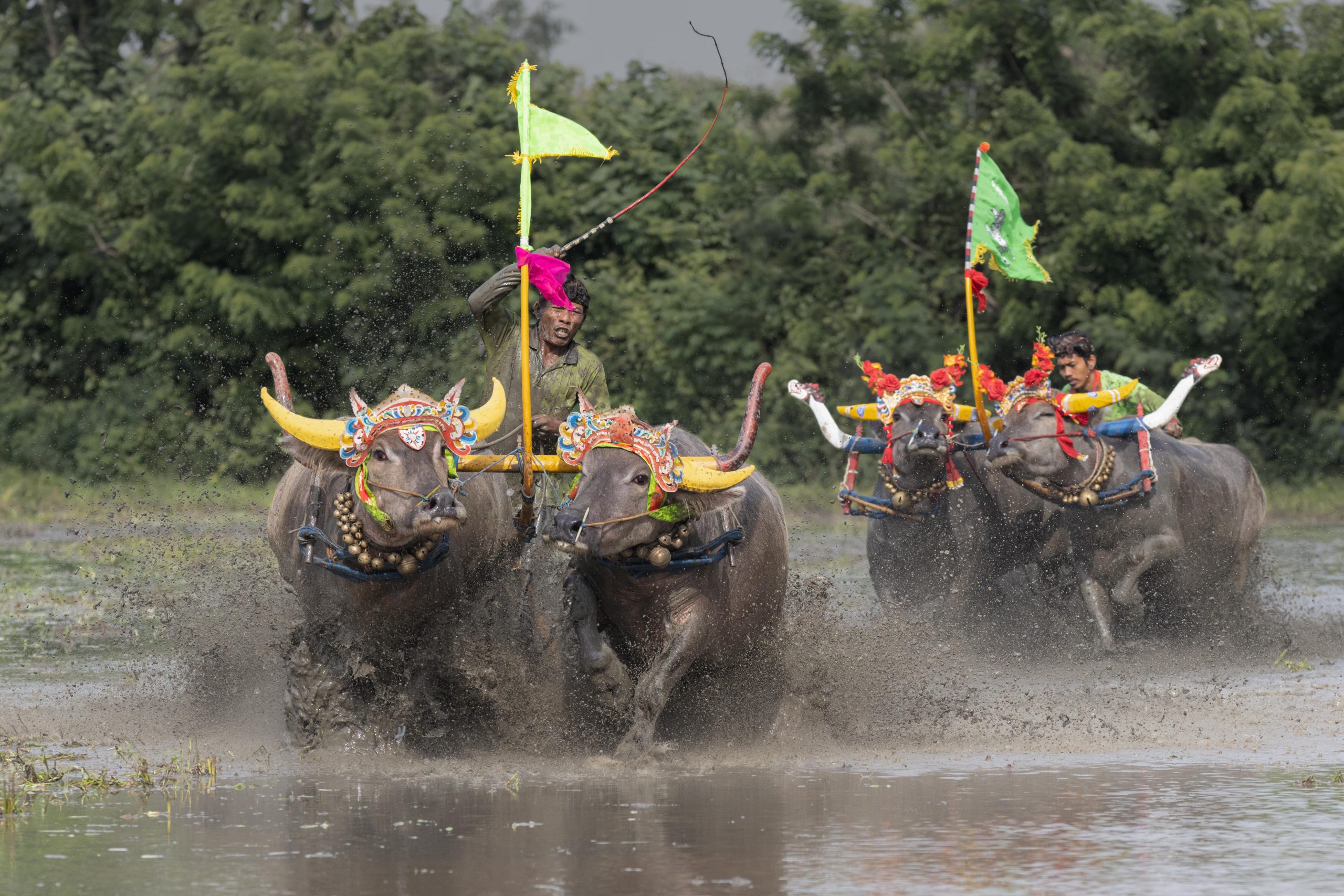 Bali, Indonesia, Makepung, Negara, lampit