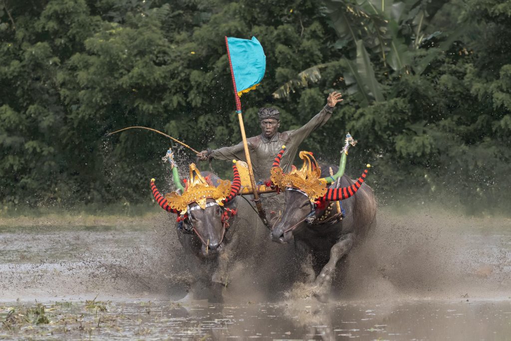 Makepung Lampit - Bull Races in West Bali