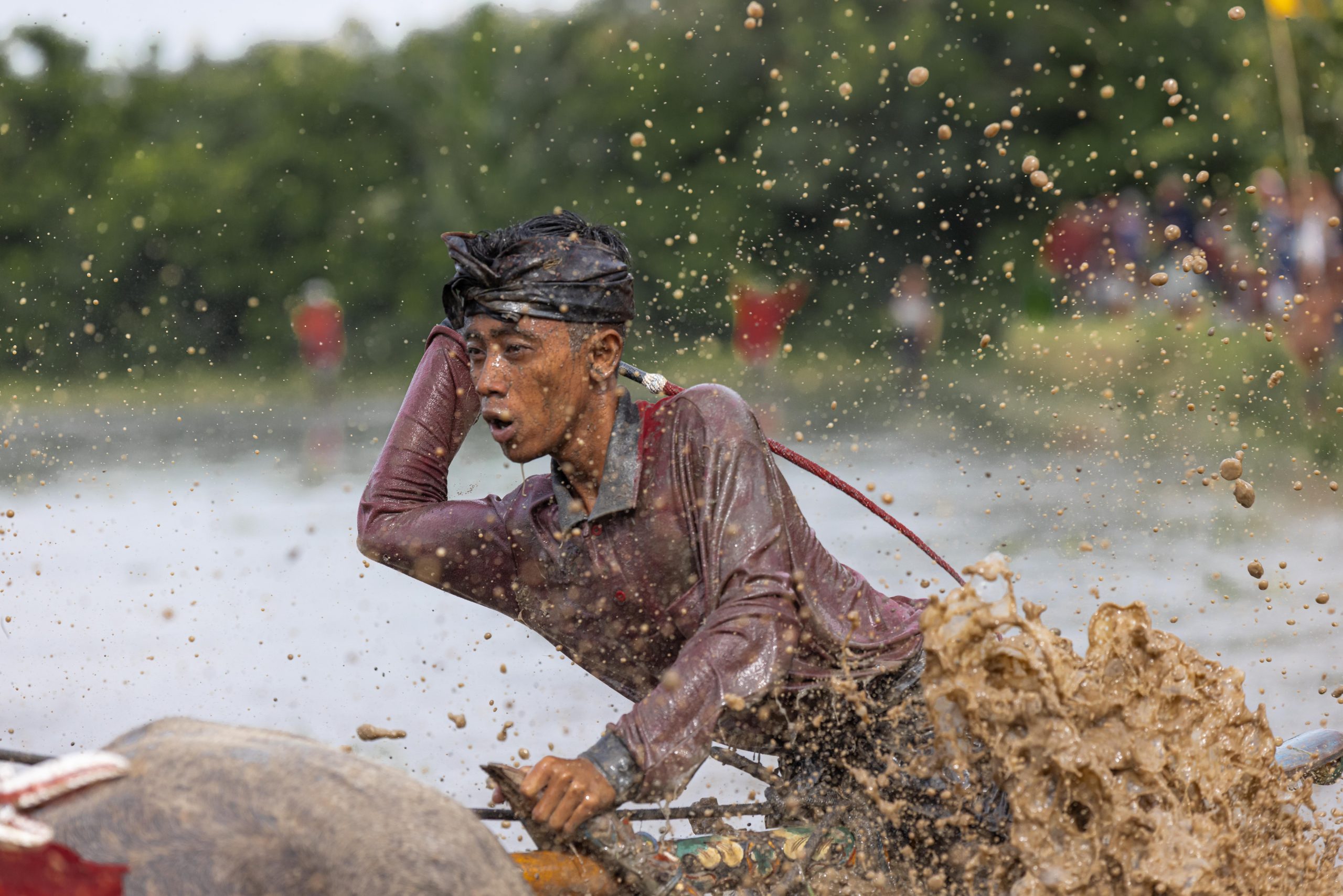 buffalo race splashing mud Makepung Lampit Bali