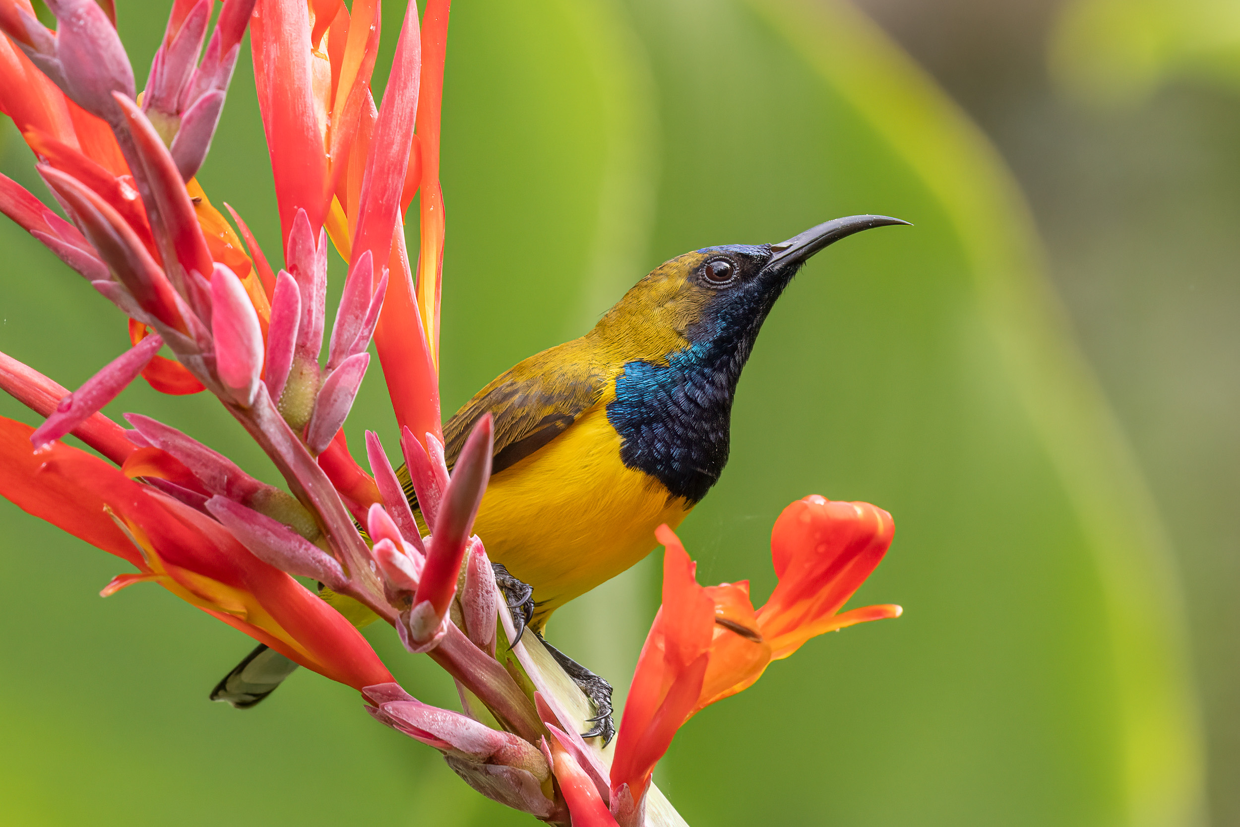 Bali, Bird, Indonesia, Olive-backed Sunbird, Sanda, Wildlife